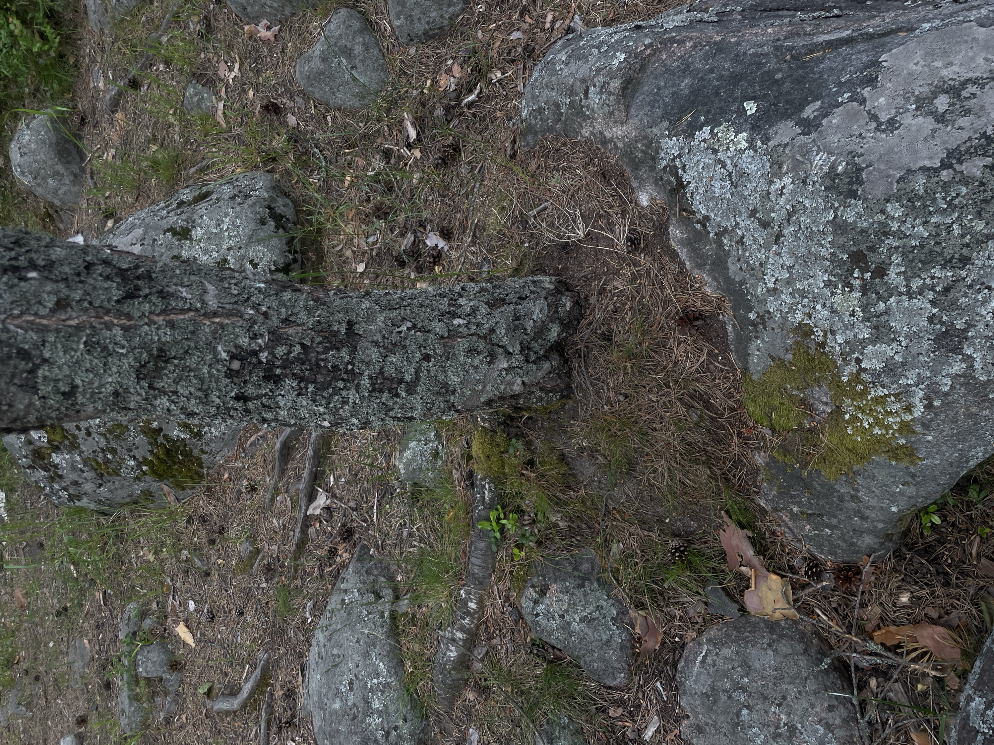 This image depicts a static natural scene in Yarkoe, Russia, showing a portion of a forest floor. No individuals are present. The central subject is the heavily lichen-covered trunk of a tree, likely coniferous, positioned towards the right side of the frame, extending vertically out of view at the top. Its bark is rough and textured, with grey and green lichen patches.
Surrounding the tree trunk and covering the forest floor are numerous irregular-shaped rocks, predominantly grey, with varying degrees of coverage by light grey-green foliose lichen and darker green moss. A large rock occupies the lower right foreground, densely covered in lichen. Another significant rock is partially visible in the upper right background. Smaller rocks are scattered throughout the mid-ground and left side.
The ground consists of a mixture of dark brown soil, a dense layer of dry brown pine needles, and scattered patches of vibrant green grass and small leafy plants. Visible detritus includes numerous dark brown pine cones, dry leaves, and small twigs, particularly concentrated around the base of the tree and between the rocks. A partially buried, lighter-barked log or root, possibly from a birch tree, with distinct white and dark markings, runs horizontally in the lower-middle left of the frame. The overall lighting suggests an overcast or shaded environment.