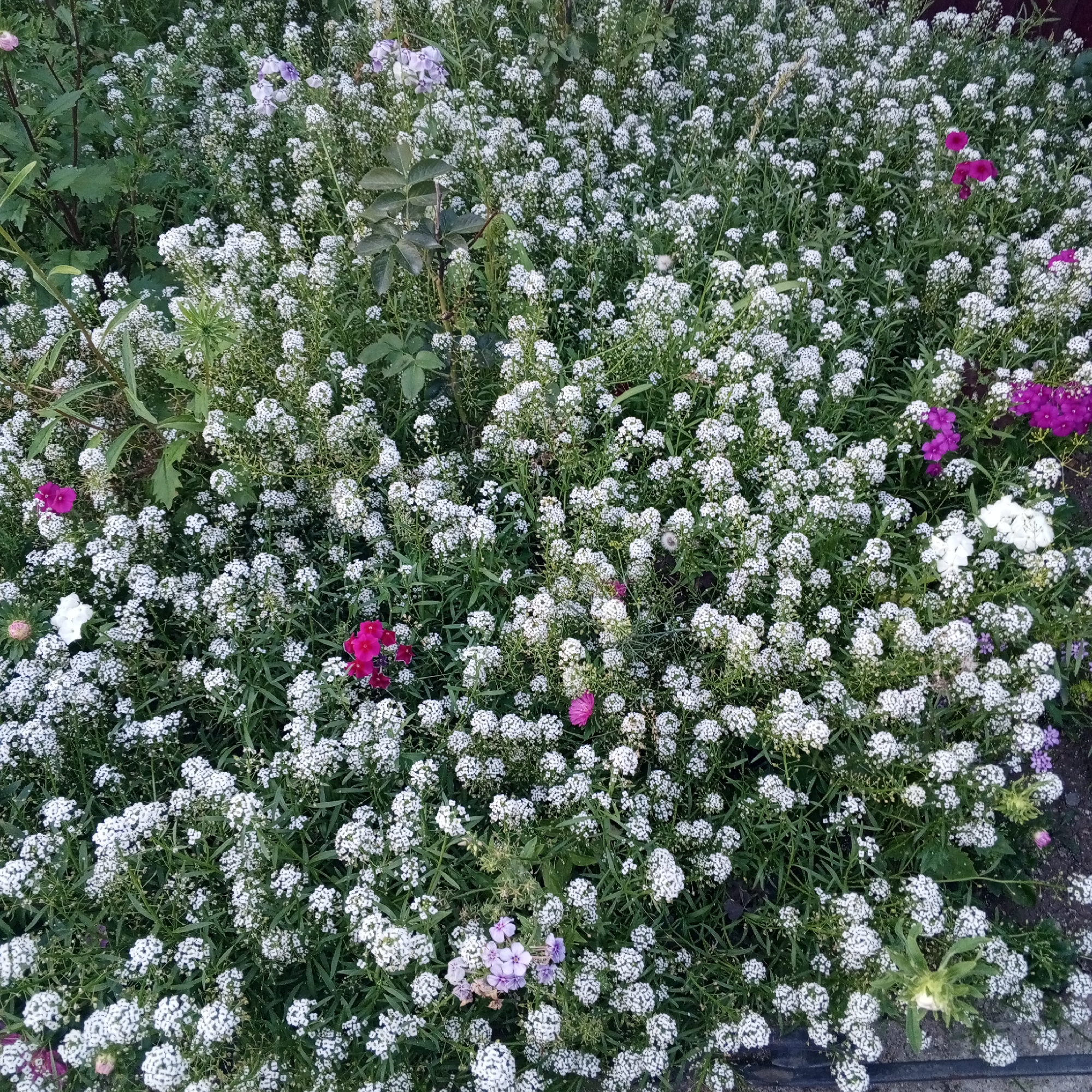 This image displays a dense bed of blooming white flowers, likely Alyssum, with occasional clusters of pink and purple flowers interspersed throughout. The flowers are small and abundant, creating a carpet-like effect against a backdrop of green foliage and stems. The scene appears to be an outdoor garden or park area, possibly within the city of Sayanogorsk, Russia, given its context. There are no people visible in the image, and the focus is entirely on the floral display. The lighting suggests it might be daytime, with soft shadows indicating overcast conditions or the shade of larger plants. The overall impression is one of a natural, flourishing garden.