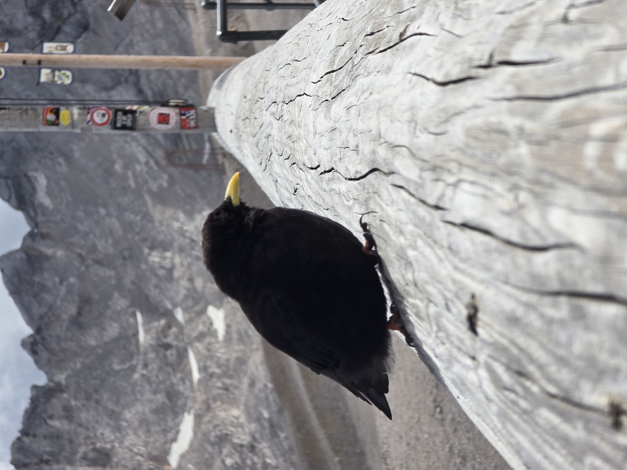 A black bird with a yellow beak stands on a weathered wooden beam in a mountainous area. In the background, rugged grey mountains with patches of snow rise under a cloudy sky. A pole with several stickers and flags is visible to the right of the bird, with a metal railing further in the background. The scene appears to be outdoors, likely in a natural or recreational area such as the Zugspitze, Germany's highest peak, located near Garmisch-Partenkirchen. The bird is the primary subject, positioned centrally in the foreground, while the mountainous landscape provides the environmental context.
