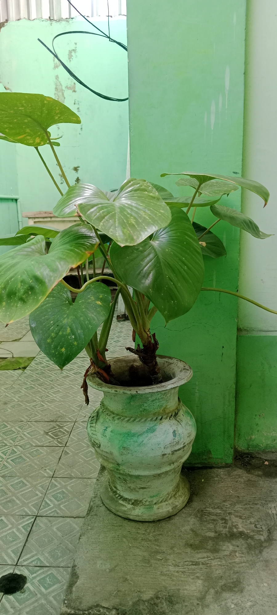 A potted plant with large, heart-shaped leaves sits in a weathered, green, urn-style pot. The plant appears to be a type of philodendron or similar vining plant, with thick stems and dark brown, dried aerial roots trailing from the base. The pot is made of a textured material, possibly concrete or plaster, and shows signs of age with chipping and discoloration. It rests on a paved surface composed of diamond-patterned tiles. Behind the plant, a light green wall is visible, with a vertical column painted in a slightly darker shade of green. A thin black wire hangs from the upper left of the frame, possibly an electrical wire or part of a hanging fixture. The overall setting suggests an outdoor or semi-outdoor location, such as a patio or courtyard, in a tropical climate, consistent with the city of Tuban, Indonesia. The lighting is diffused, indicating it might be daytime but not direct sunlight.