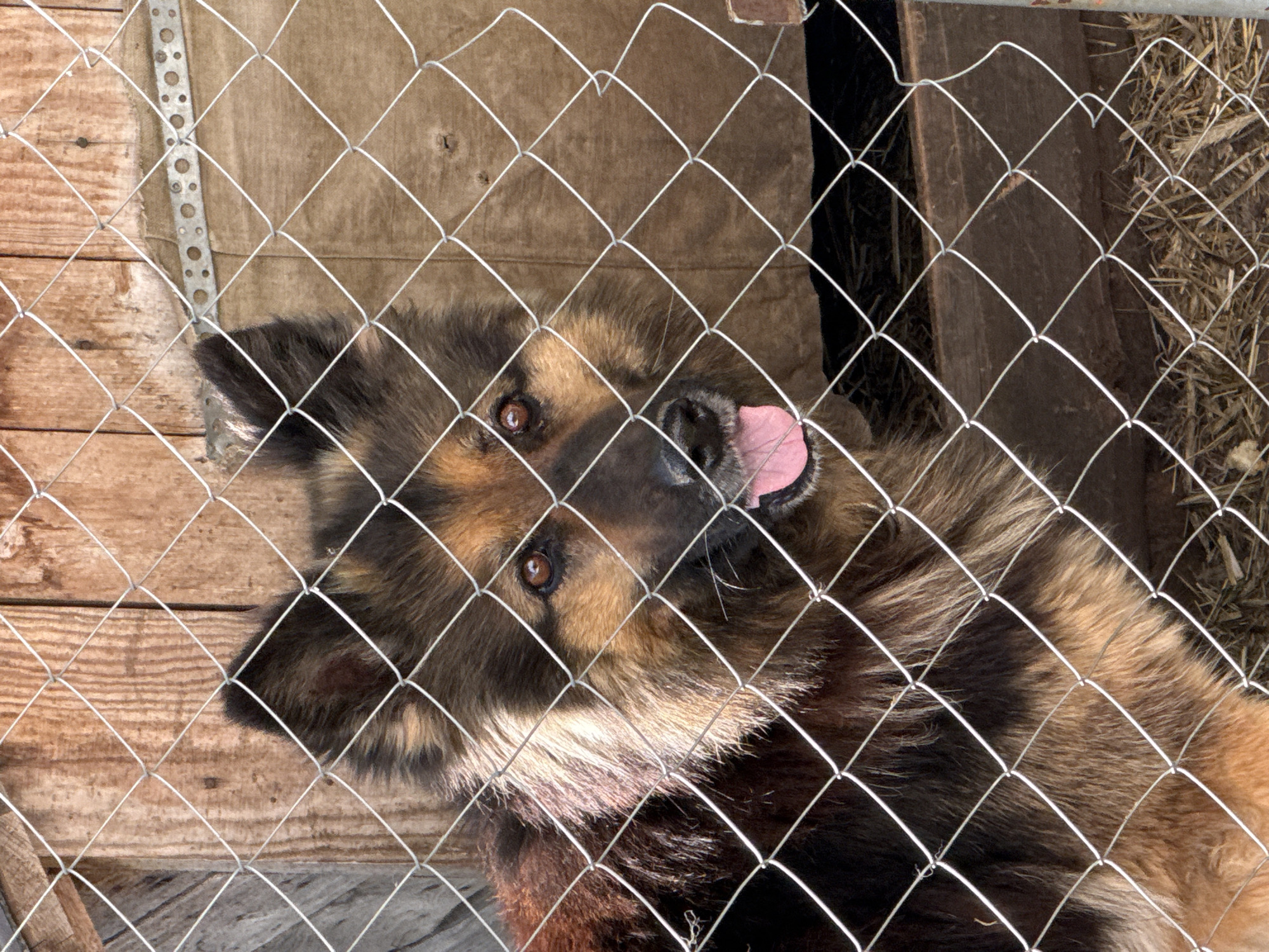 A medium-sized brown and black dog with its tongue sticking out stands inside a wire cage. The dog's head is tilted slightly to its left. Behind the cage, there is a wooden structure and some hay-like material. The image was taken in the city of Chaikovsky, Russia.