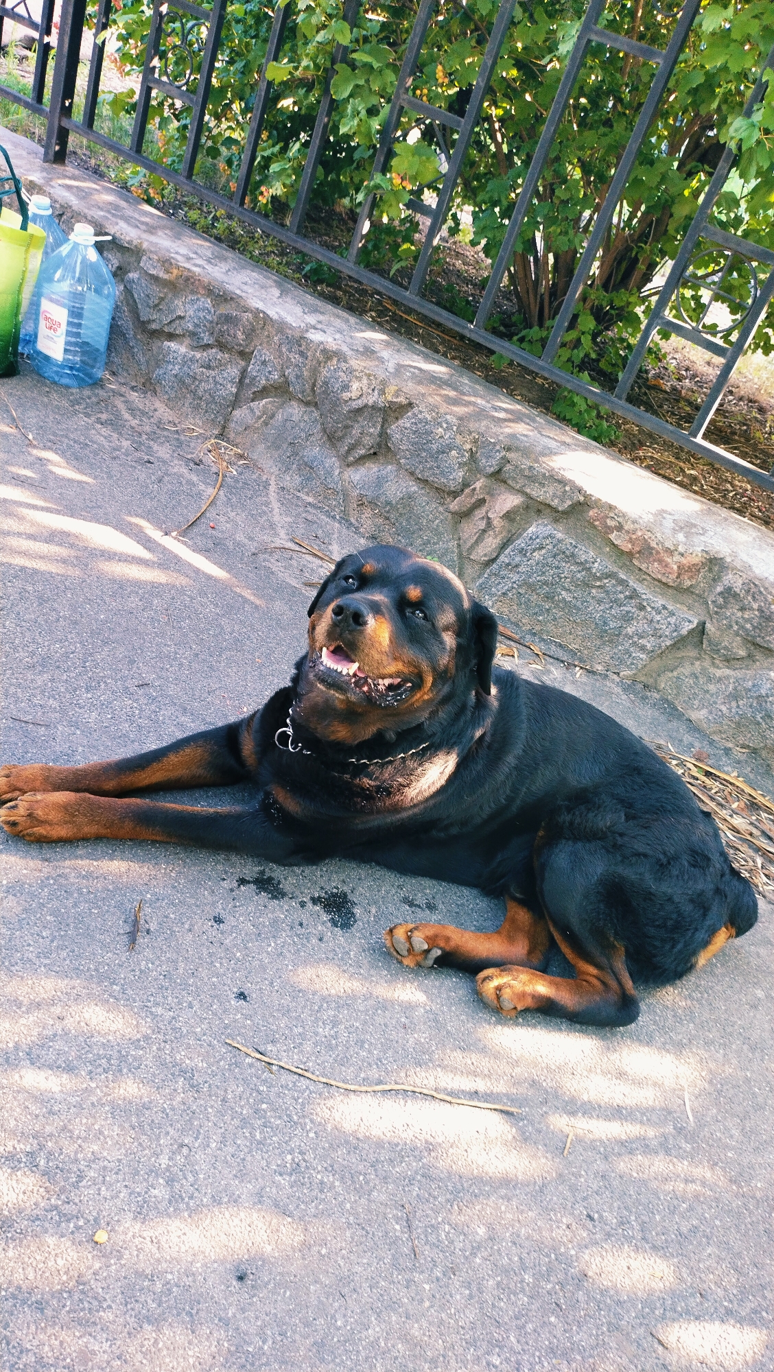 A Rottweiler dog lies on its side on a paved surface in front of a stone wall and a black metal fence. The dog is black and tan with its mouth open and tongue visible, appearing to pant or smile. Its front paws are extended forward, and its hind legs are bent. Behind the fence, green foliage from a bush is visible. To the left of the dog, a large clear plastic water bottle with a blue label is positioned near a green bag. The scene is illuminated by sunlight, casting shadows on the pavement. The location is identified as Horishni Plavni, Ukraine.