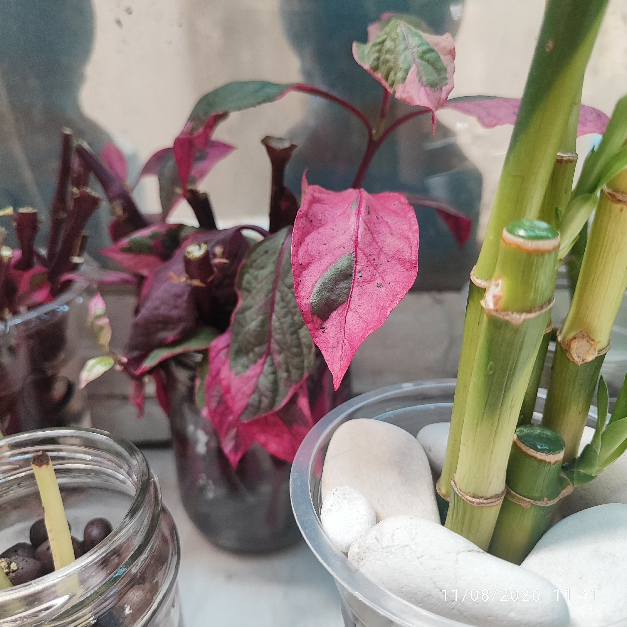 The image displays a close-up of houseplants on a windowsill, with a shadow of a person in the background. In the foreground, on the right, are several stalks of lucky bamboo in a clear plastic container filled with white stones. The bamboo stalks are green and segmented, with some having a green cap at the top. To the left of the bamboo, there is a plant with dark red stems and vibrant pink and green variegated leaves. This plant is in a dark-colored pot, partially obscured. Further to the left, a clear glass jar contains dark, round objects, possibly seeds or pebbles, with a light-colored stem protruding from it. The overall scene appears to be an indoor setting, likely a home or office, illuminated by natural light coming from a window. No people are directly visible, only the silhouette of a person cast on the wall behind the plants. The image was taken in Buding, Indonesia.