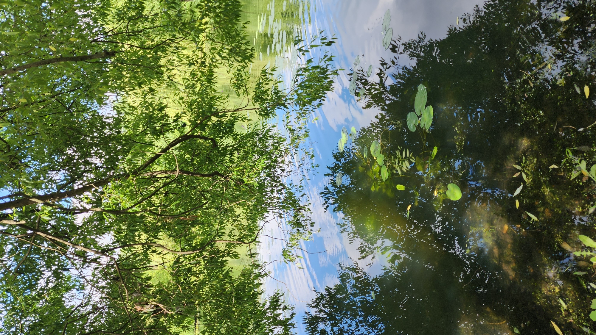 The image depicts a tranquil scene of a body of water, likely a lake or a slow-moving river, with lush green foliage hanging over the water from overhanging trees. The water's surface reflects the sky, showing patches of blue and white clouds, as well as the dense green of the surrounding vegetation and the drooping branches of the trees. Several lily pads are visible on the surface of the water, indicating a calm environment. The water is also somewhat transparent in places, revealing submerged vegetation and the lakebed. The overall impression is one of natural beauty and serenity, suggesting a park or a natural reserve. The image does not provide any specific clues to pinpoint its location within Moscow, Russia, but it is consistent with the numerous green spaces and waterways found in and around the city. There are no people or animals visible in the image.