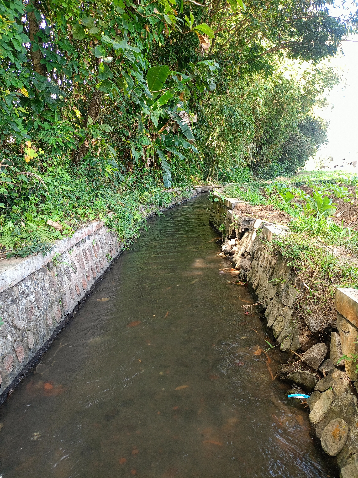 A narrow, man-made channel with stone and concrete walls runs through a natural setting. Lush green trees and vegetation line the left bank, while the right bank features a cultivated area with rows of young plants, interspersed with rocks and dry grass. The water in the channel is murky and shallow, with some fallen leaves and debris visible on the bottom. A single blue plastic wrapper is lodged among the rocks on the right bank. The overall scene depicts a rural or semi-rural environment, likely in the vicinity of Jelbuk, Indonesia, where agricultural land meets a water management system. There are no people visible in the image, nor any discernible actions or interactions. The lighting suggests it is daytime, with sunlight filtering through the foliage.