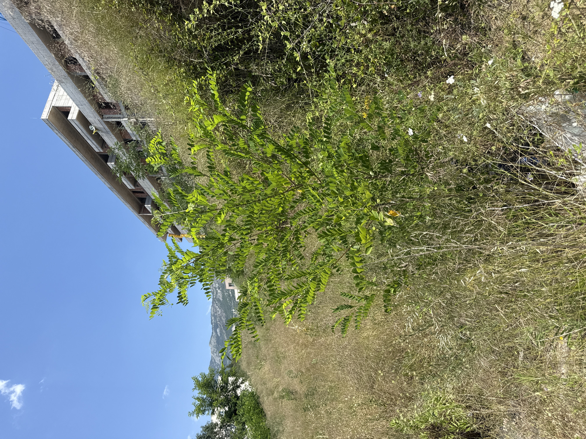 The image captures an outdoor scene in Boreti, Montenegro, under a clear blue sky with sparse white clouds. In the foreground, a lush green shrub with compound leaves is prominent, positioned in front of dry, tall grass. Behind the shrub and grass, an unfinished concrete building is visible, rising up a hillside. The building appears to be multi-story with exposed concrete floors and brickwork in some sections, suggesting it is under construction or has been abandoned. Further in the background, a range of mountains can be seen, their slopes covered in vegetation. The overall environment suggests a natural landscape partially encroached upon by development.