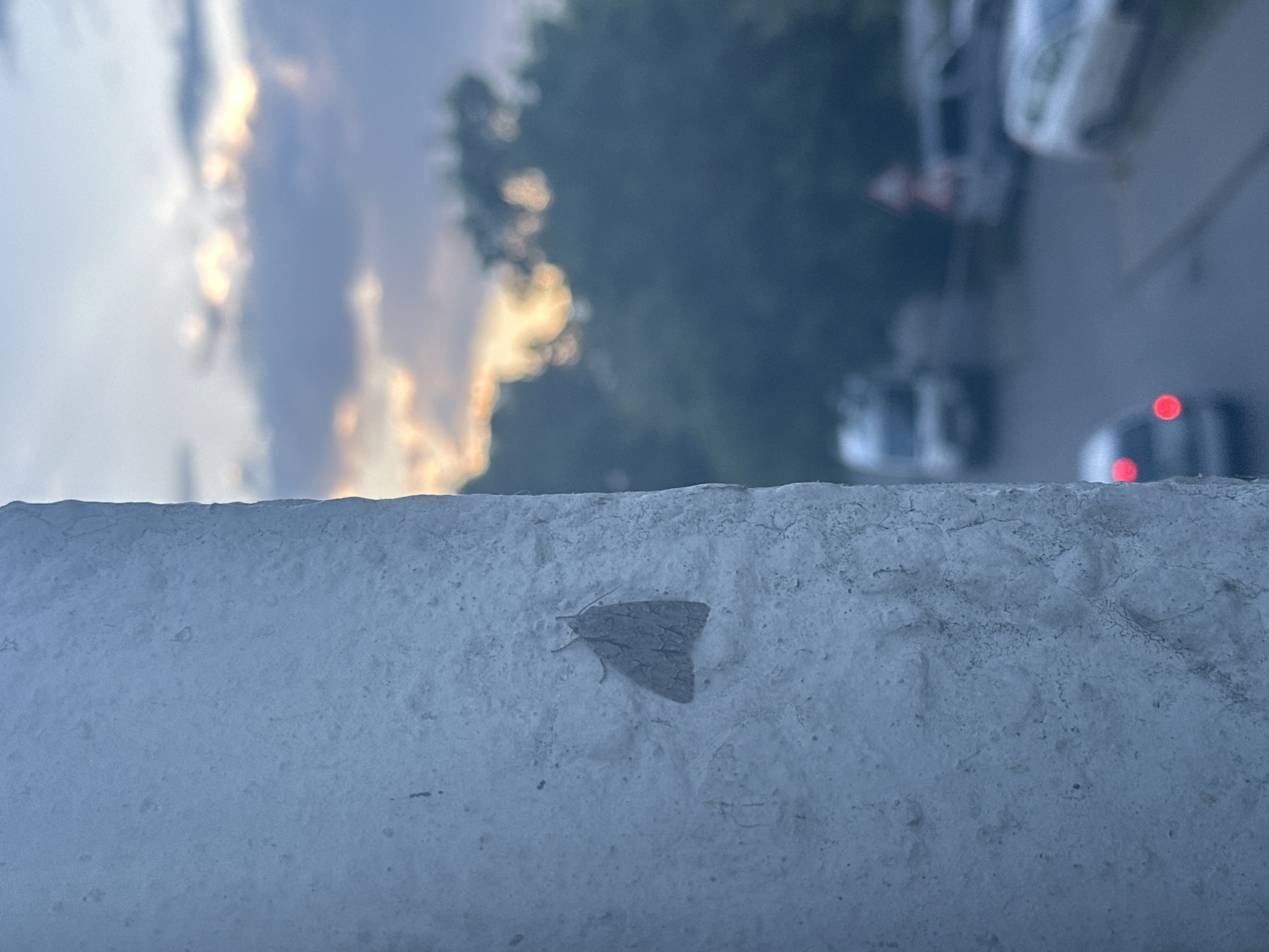 A moth is seen resting on a textured white wall, its wings folded. The moth is gray with darker markings. In the background, the sky is visible with clouds illuminated by soft light, suggesting either dawn or dusk. Out of focus, trees line the horizon. Below the trees, a street is visible with several vehicles, including a white van, a gray SUV, and a white car. A red taillight from a vehicle in the foreground is blurred, indicating it is close to the camera. A triangular road sign with a red border is also present in the background. The overall scene suggests an outdoor urban or suburban environment.