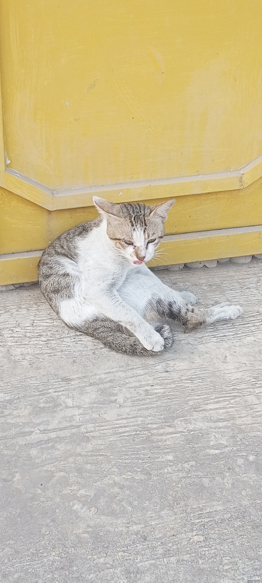 A tabby and white cat with its eyes closed is sitting on a concrete surface, leaning against a yellow wall or door. The cat's tongue is sticking out. The scene appears to be outdoors, possibly in a city like Lubangbuaya, Indonesia, given the concrete and the style of the wall. The lighting suggests it is daytime.