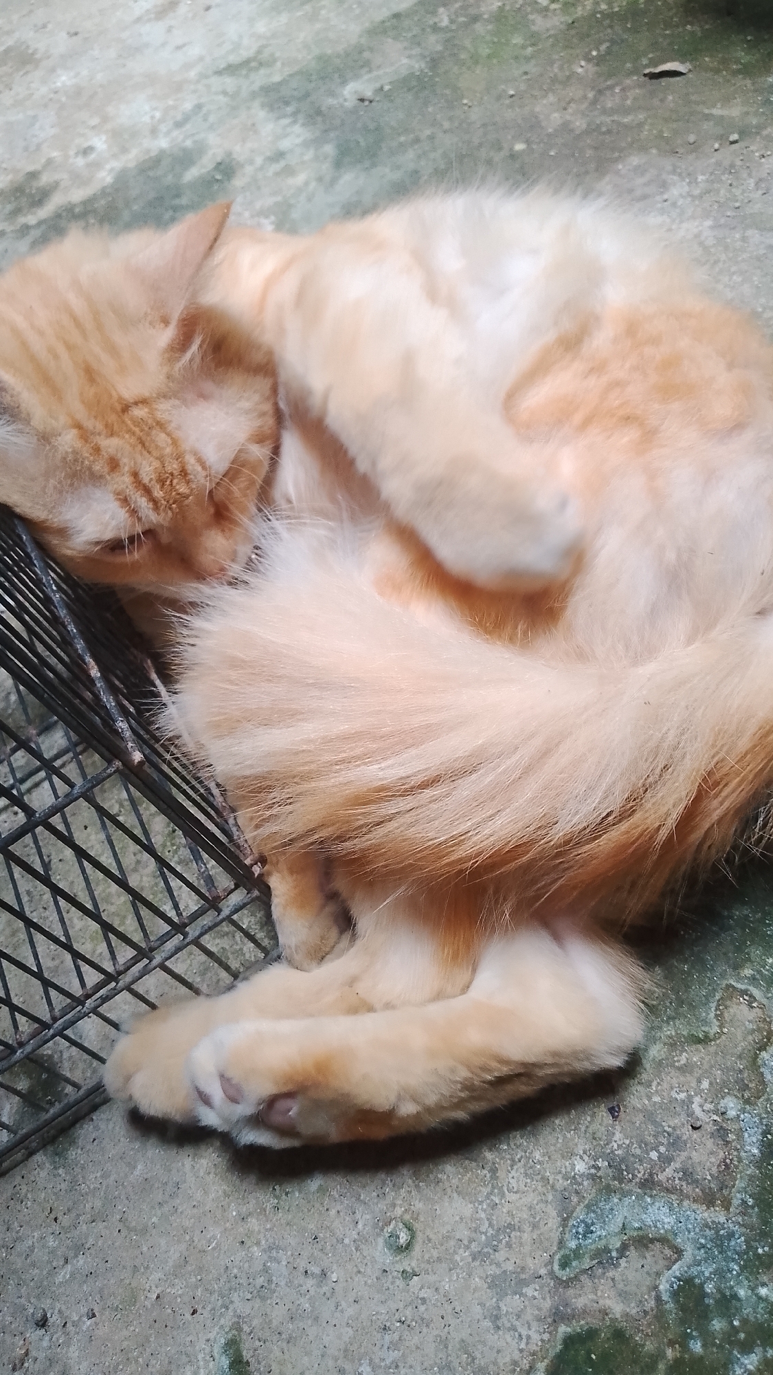 An orange tabby cat sleeps curled up on a black wire grate, its body forming a crescent shape. The cat's head is tucked towards its chest, and its paws are drawn in. The grate is resting on a rough, concrete surface with patches of discoloration and what appears to be dried water stains. The lighting suggests an outdoor or semi-enclosed space, possibly an alley or a porch. The scene is devoid of human presence or activity.