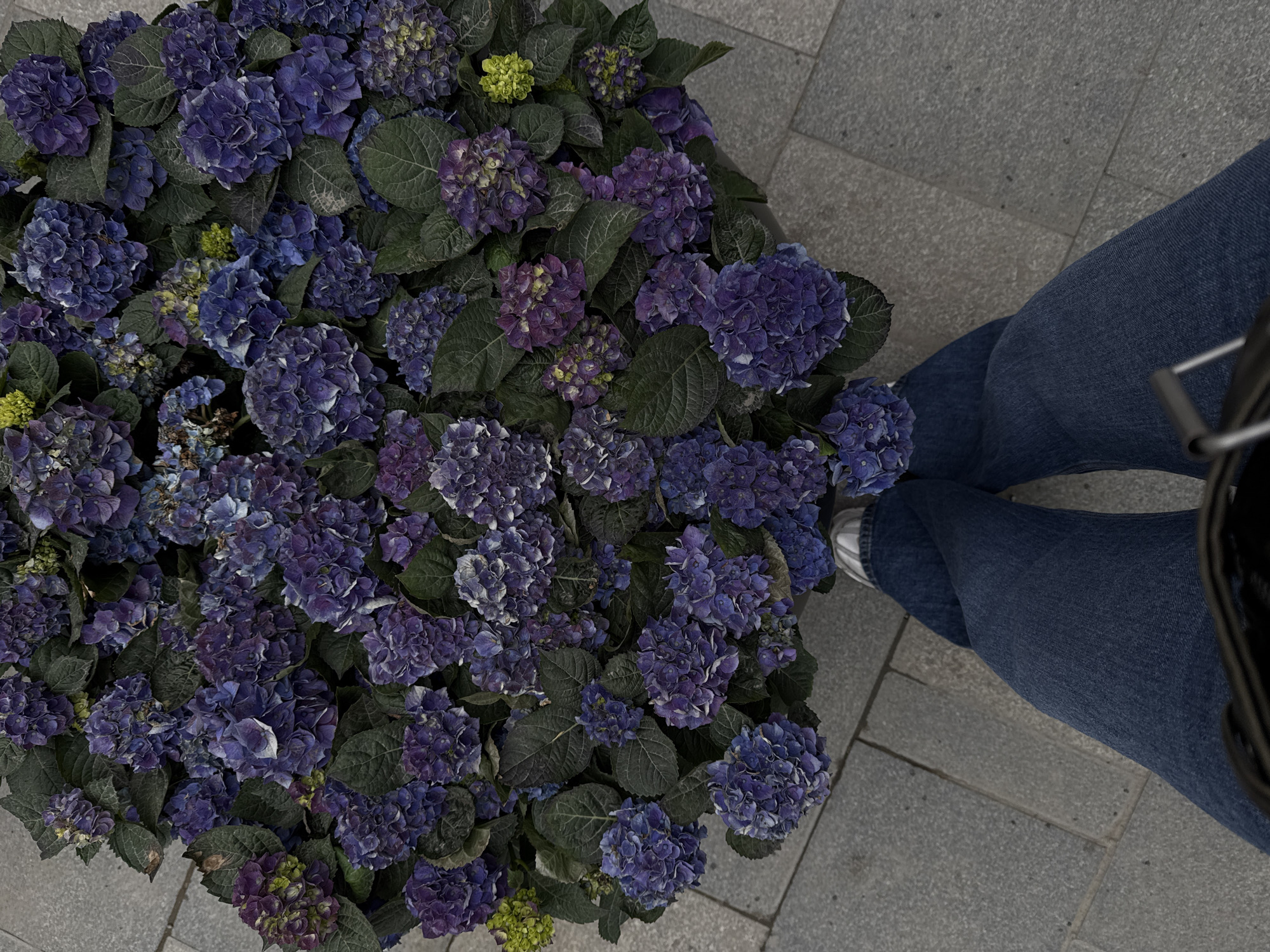 The image, captured from a high-angle, top-down perspective, predominantly features a large, lush display of hydrangeas. The flowers exhibit a rich palette of purples and blues, with some clusters showing lighter blue edges and others hints of emerging green and yellow buds. Their large, dark green leaves are visible among the abundant blooms.
To the right side of the frame, the lower body of a person is partially visible. They are wearing dark blue denim jeans and white sneakers, suggesting a casual attire. The person appears to be standing or positioned next to the flower display.
The setting is outdoors, indicated by the gray, textured concrete or stone paving that occupies the right and upper portions of the image. The lighting appears soft and diffused, characteristic of an overcast day or indirect light, as there are no harsh shadows. There is also a dark, unidentifiable object partially visible on the far right, near the person's leg, possibly a bag or part of a piece of furniture. No visible text or specific location markers are present in the image itself, though the context provided indicates the location as Belgrade, Serbia. The scene evokes a tranquil urban or garden atmosphere.