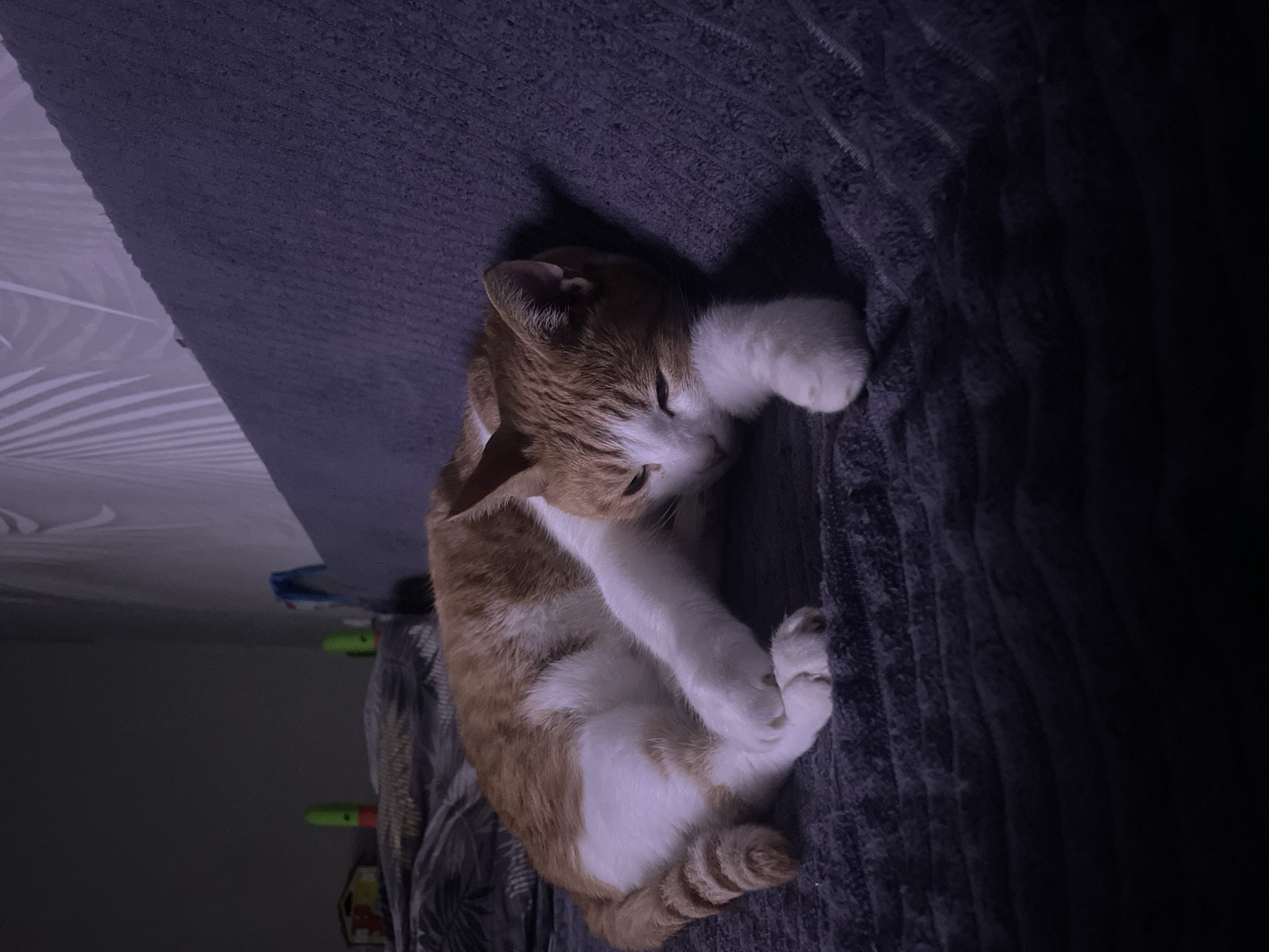An orange and white cat is sleeping curled up on a dark gray textured blanket. The cat is lying on its side, with its head resting on its paws. Its eyes are closed and its body is relaxed. The blanket appears to be on a couch or bed. In the background, out of focus, there are some objects that look like toys, and a wall with a light-colored patterned wallpaper. The lighting in the room is dim, suggesting it is nighttime or the lights are turned off. The scene is indoors, likely in a residential setting in Zhukovo, Russia.