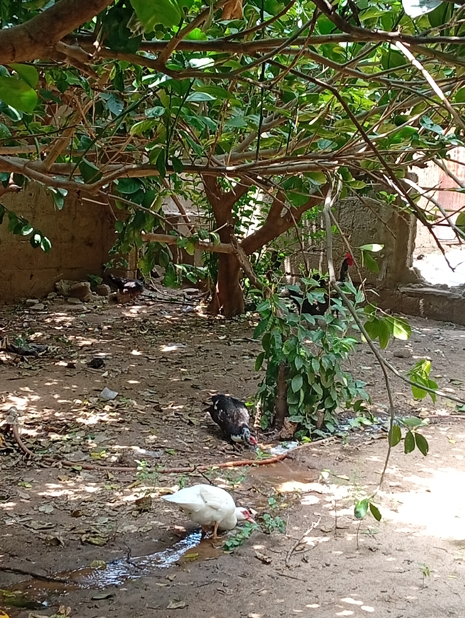 The image depicts an outdoor scene, likely a backyard or rural area, with a focus on poultry. In the foreground, a white duck is drinking from a shallow puddle of muddy water. To its left and slightly behind, a black and white duck is also positioned near the water. Further in the background, several other chickens or fowl are visible scattered on the dusty ground, which is covered with fallen leaves and debris. The environment is characterized by a dirt floor, a low stone wall or building structure behind the fowl, and overhead tree branches with green leaves creating dappled sunlight on the ground. A small, leafy bush is present to the right of the black and white duck. The presence of multiple fowl, the rudimentary structures, and the general state of the ground suggest a non-urban or semi-rural setting, possibly within the city of Azume, Nigeria, where such domestic animals are commonly kept in open spaces.