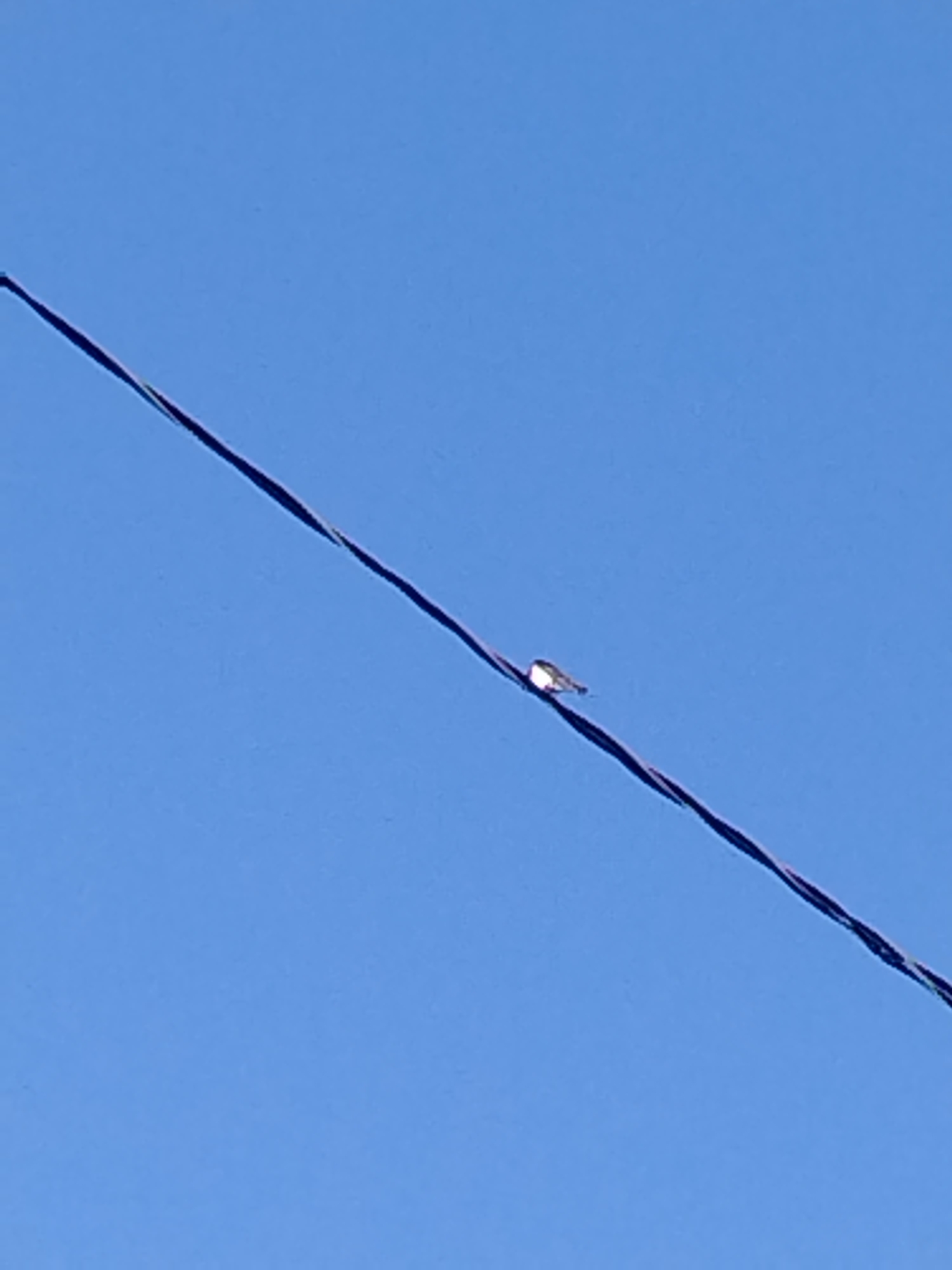 A single bird is perched on a power line against a clear blue sky. The power line is a thin, dark diagonal line across the frame. The bird is small and appears to be light in color. The image is taken from a low angle, looking up at the bird and the sky. The location of Adyge-Khabl, Russia is not discernible from the image.