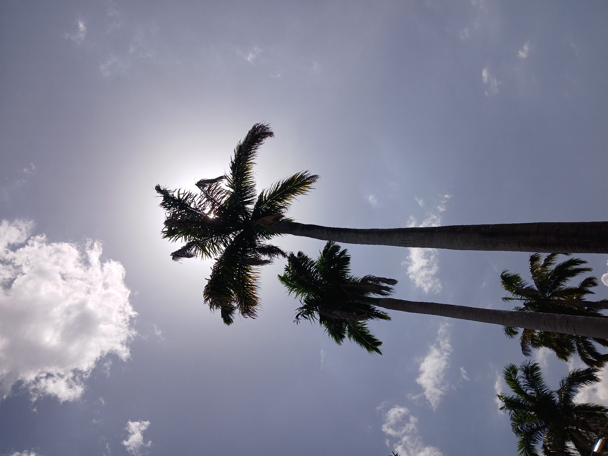 The image, taken in Ciudad Guayana, Venezuela, shows a low-angle view of palm trees silhouetted against a bright sky with scattered clouds. The sun is positioned behind the fronds of the tallest palm tree, creating a halo effect. Two other palm trees of varying heights are visible in the composition. The sky is light blue, with wispy and puffy white clouds scattered throughout. The lighting suggests a daytime scene with strong sunlight.