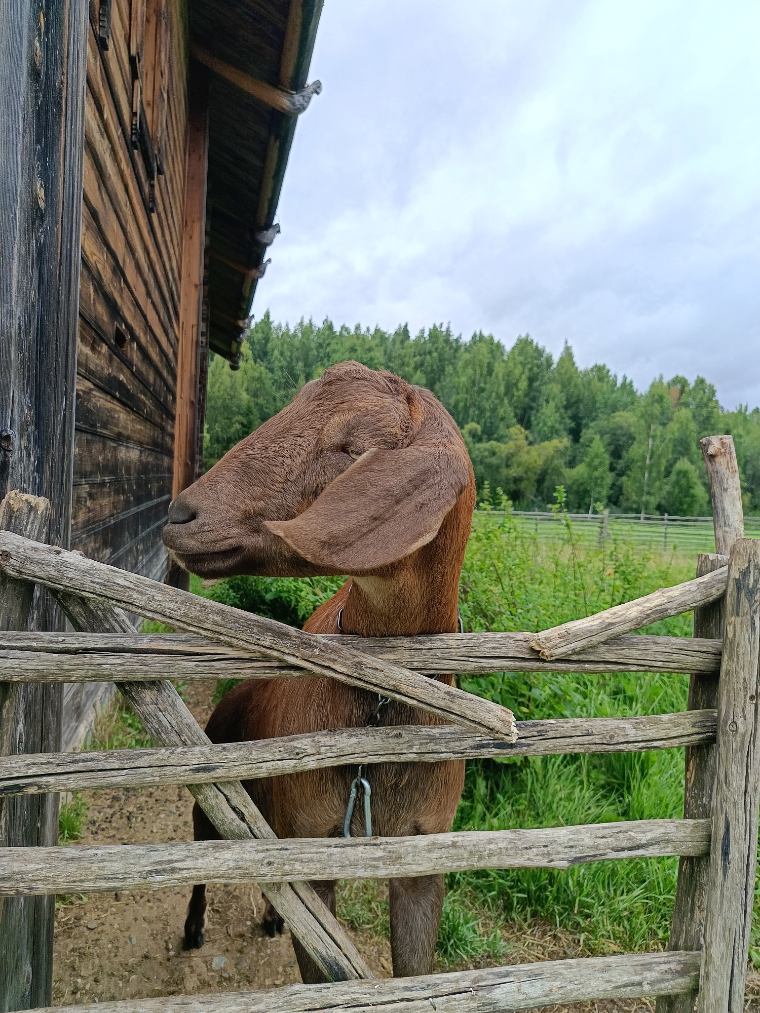 In Semenkovo, Russia, a brown goat stands behind a weathered wooden fence. The goat's head is turned to the left, and its large ears droop. Behind the goat, a wooden building with a sloping roof is visible. Beyond the fence and building, lush green trees and a cloudy sky form the background. The ground appears to be a mix of dirt and sparse vegetation.