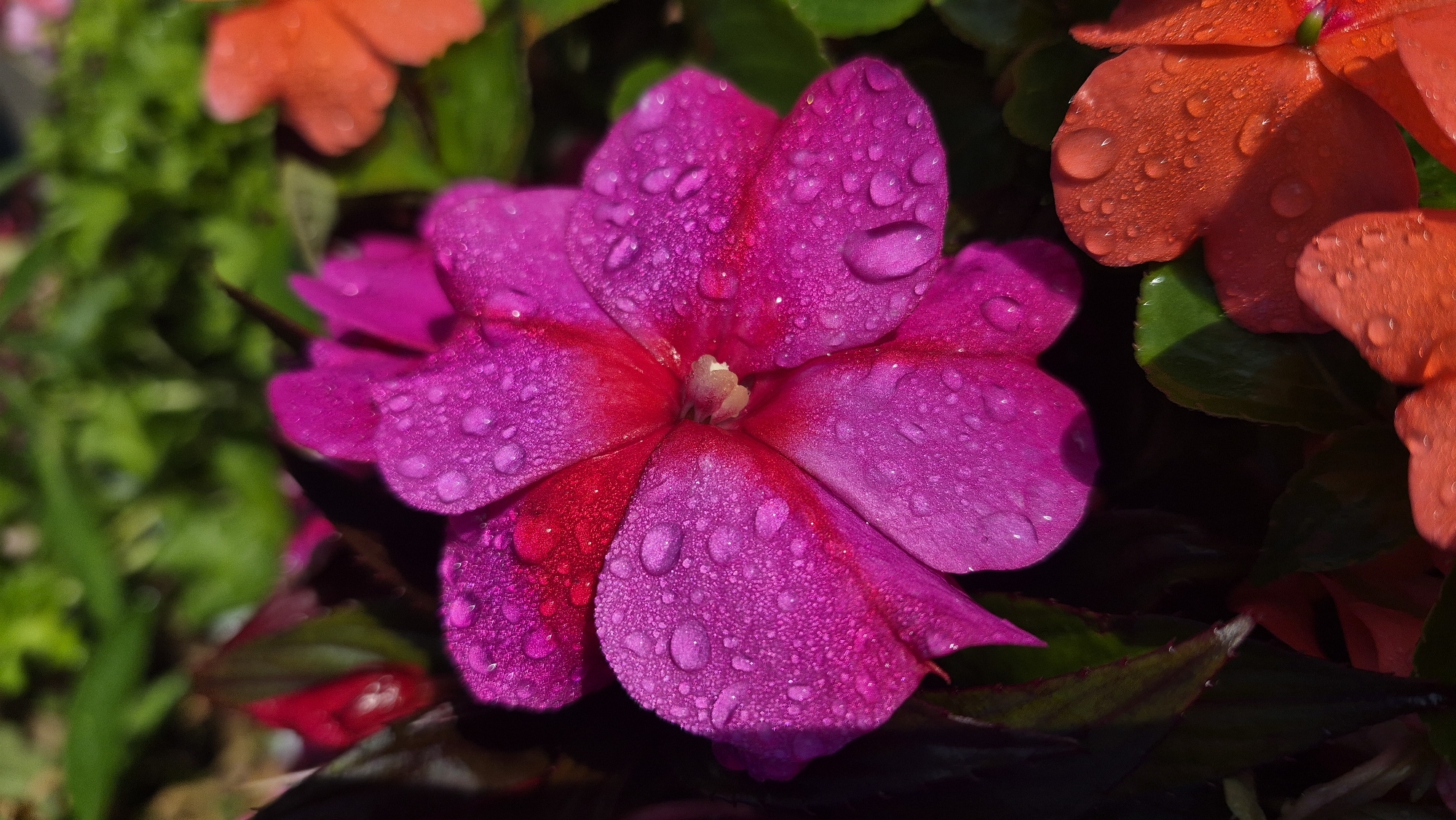 A close-up, high-angle, vertical shot focuses on a vibrant magenta impatiens flower with dew drops covering its petals. The flower is positioned in the center of the frame, slightly to the left. Its petals are textured and have a soft, almost velvety appearance. The dew drops, varying in size, catch the light and create small, reflective highlights across the petals, giving the flower a glistening, fresh look.
To the left of the main flower, a dark, glossy leaf is visible, contrasting with the bright petals. In the upper portion of the image, blurred green foliage creates a soft bokeh background. To the lower right, the edge of another flower, an orange impatiens, is visible, also adorned with dew drops. Its petals appear a bright, saturated orange. The overall scene suggests a garden or outdoor setting where these flowers are growing.
There is no information in the image to suggest a specific location within the city of Daugavpils, Latvia. The image depicts a naturalistic scene of flowering plants.