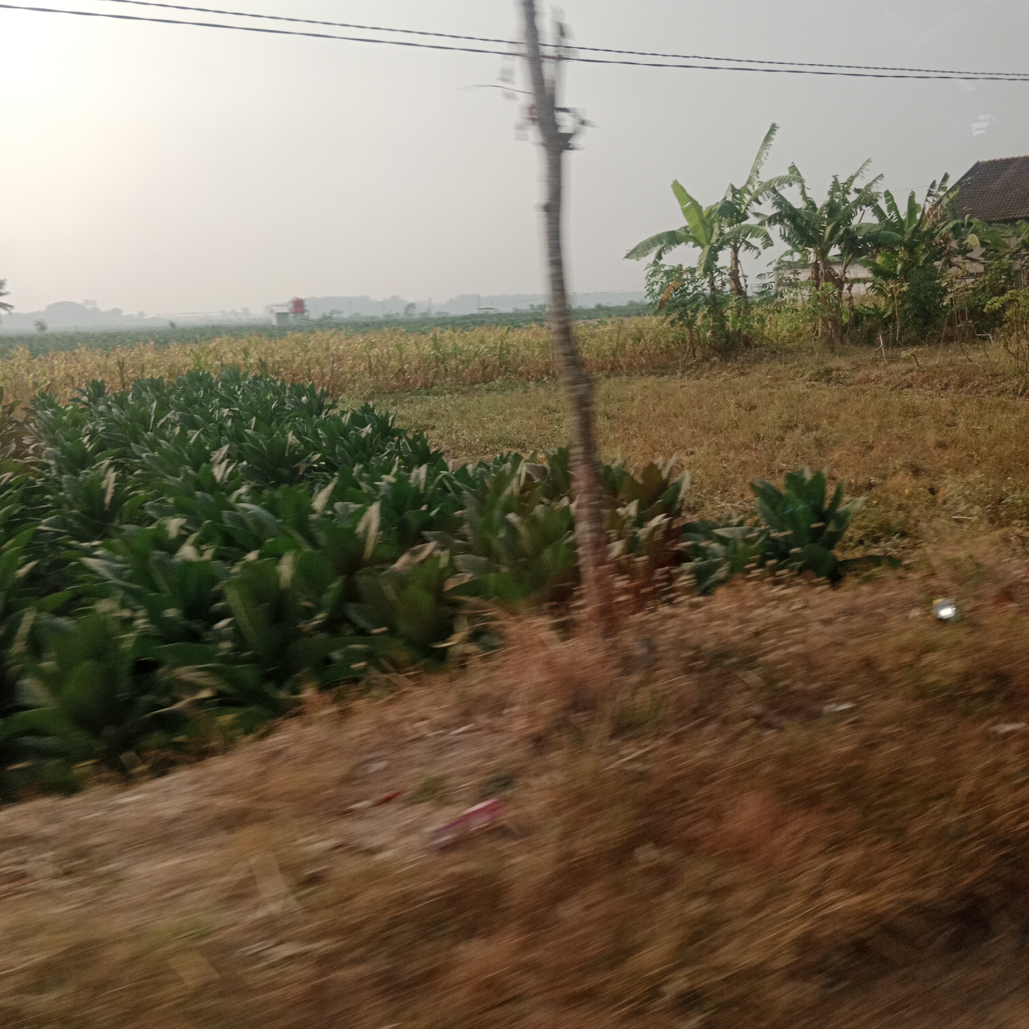The image captures a rural landscape in Jati Punggur, Indonesia, under a hazy sky. In the foreground, rows of lush green plants, likely tobacco, are neatly cultivated. To the right, dry, brown grass covers the ground. Behind the tobacco field, a stand of banana trees is visible, with a traditional Indonesian house roof peeking through the foliage on the far right. Further in the distance, a field of dry stalks, possibly corn, stretches across the landscape. A red water tank on a white structure is also discernible in the mid-ground, along with utility poles and power lines traversing the sky. The overall impression is one of agricultural activity in a warm, dry climate.