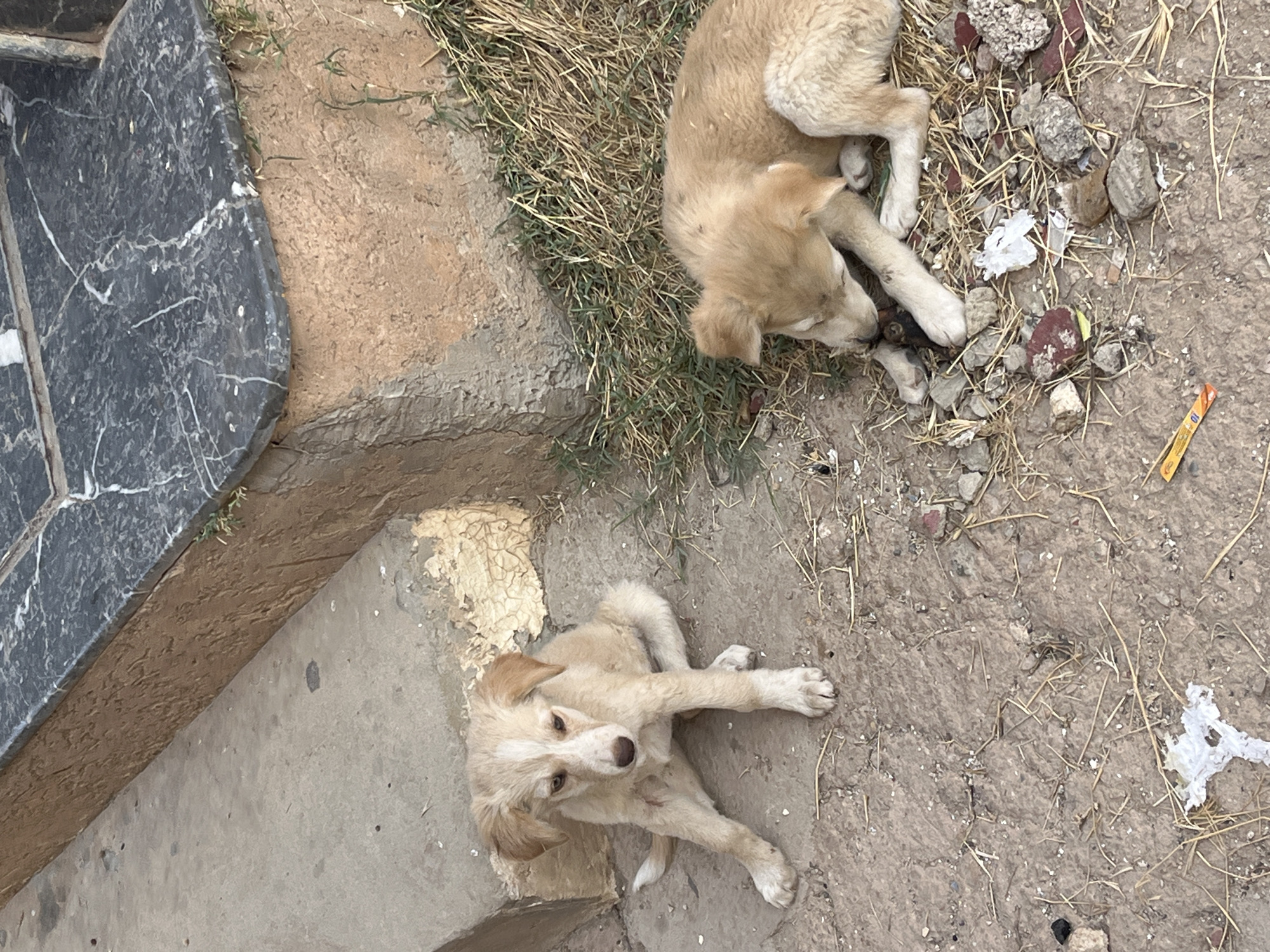 Two light-colored puppies are on a dusty, uneven surface near a stone step and some dry grass. The puppy on the left is sitting upright, facing forward with its head slightly tilted and ears perked. Its eyes are open and it appears alert. The puppy on the right is lying down, curled up on its side, with its head resting on its paws and eyes closed or looking down. The ground is covered in dirt, small rocks, and dry straw-like debris. The step is made of concrete and shows signs of wear and some peeling paint. Above the step is a textured, reddish-brown wall with a dark grey marble-like trim. The scene suggests an outdoor, urban or semi-urban environment.