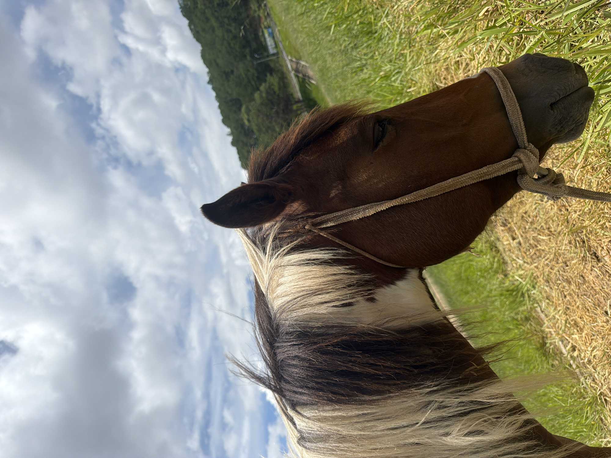 A close-up, side profile of a horse's head and part of its body is captured in an outdoor setting. The horse has a brown head with a white and brown mane, and is wearing a rope halter. The background consists of a grassy field with dry straw in the foreground, and a densely forested hill under a cloudy sky. There is a paved path or road visible on the side of the hill, along with some distant structures. The image appears to have been taken in Da Lat, Vietnam, given the lush vegetation and the style of the landscape.