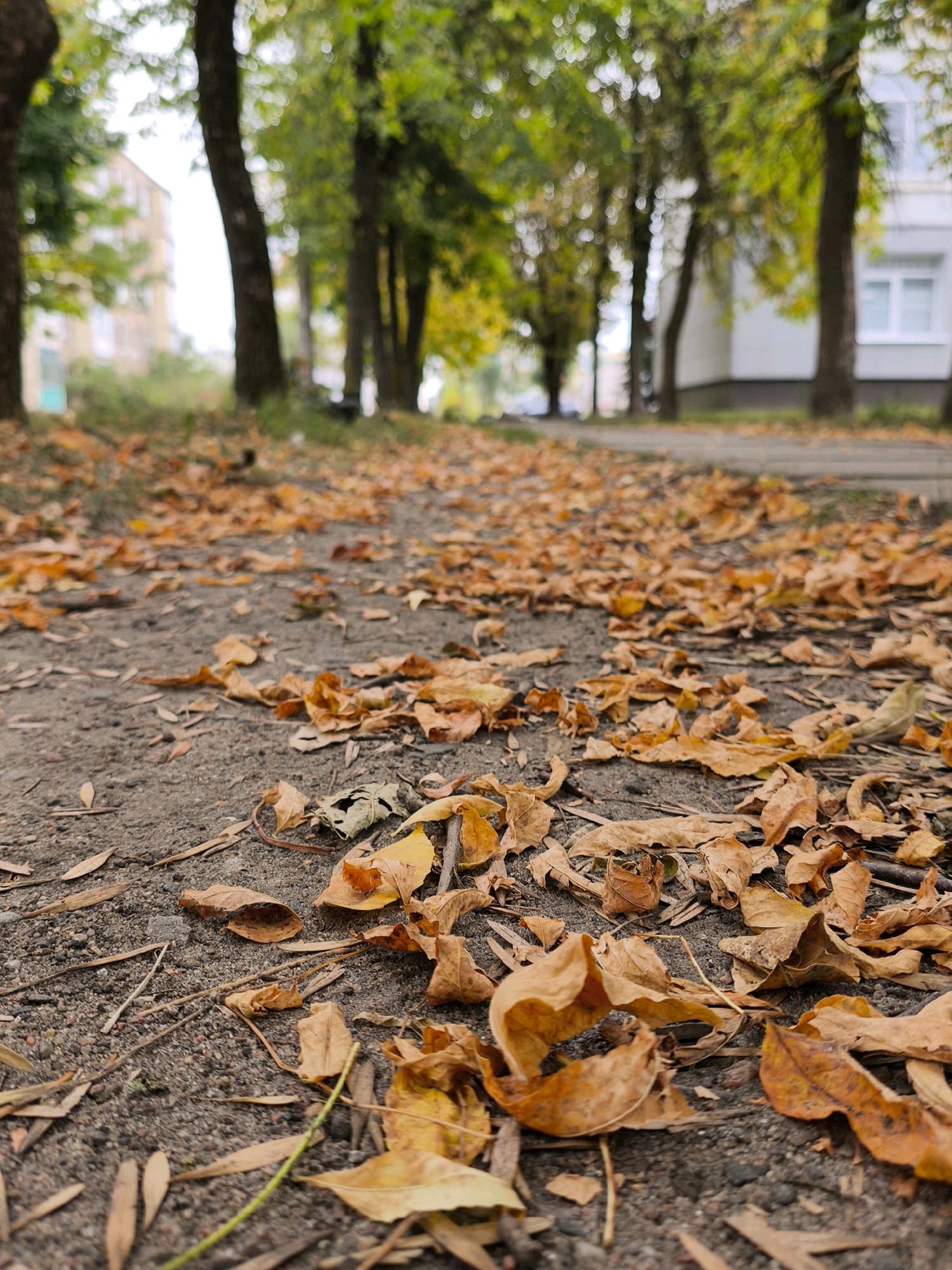 The image depicts a ground-level view of a path covered in fallen autumn leaves. The leaves are primarily in shades of orange and brown, scattered across a rough, gravelly surface. In the background, trees with green and yellow foliage line the path, suggesting a park or a tree-lined street. Beyond the trees, blurred buildings are visible, one appearing to be a light-colored residential building with windows. The lighting suggests it is daytime, possibly overcast. The scene captures the essence of autumn in an urban environment. The image does not contain any people or specific identifiable landmarks that would indicate the city of Mahilyow, Belarus.