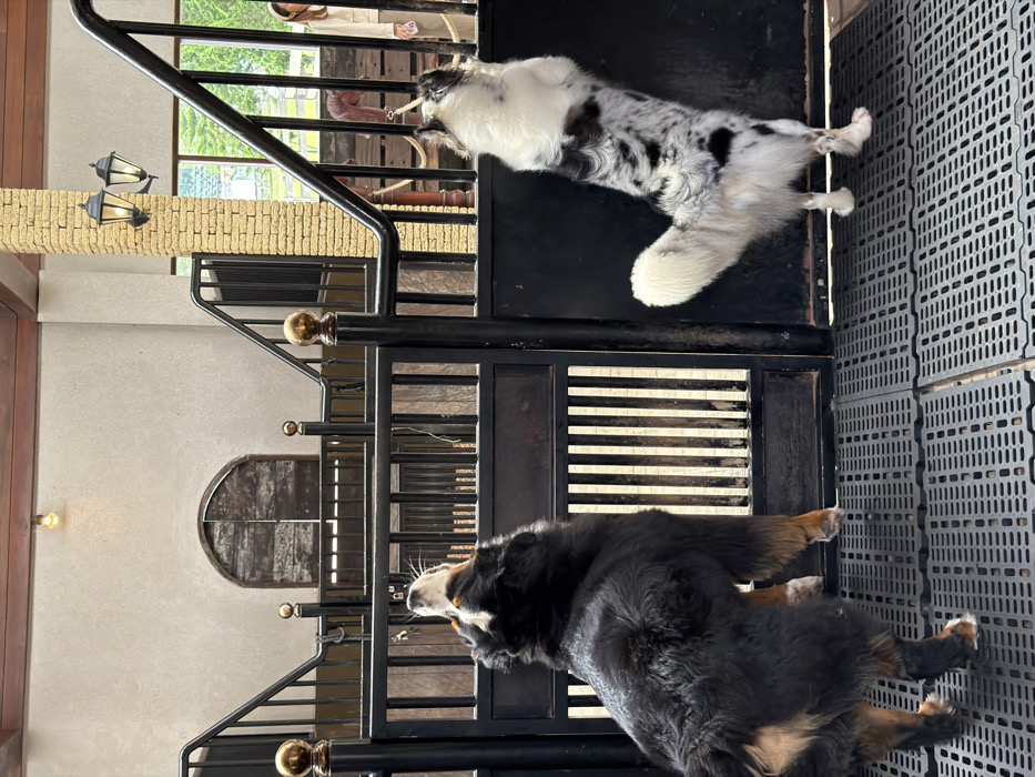 Two dogs are positioned on opposite sides of a metal structure. At the top of the frame, a white and black dog lays on a dark surface. Below, a Bernese Mountain Dog is seen from the side, its black and tan fur contrasting against the metal bars and background wall with a closed window. The setting appears to be an enclosed patio or outdoor area, evident from the overhead light fixtures.
