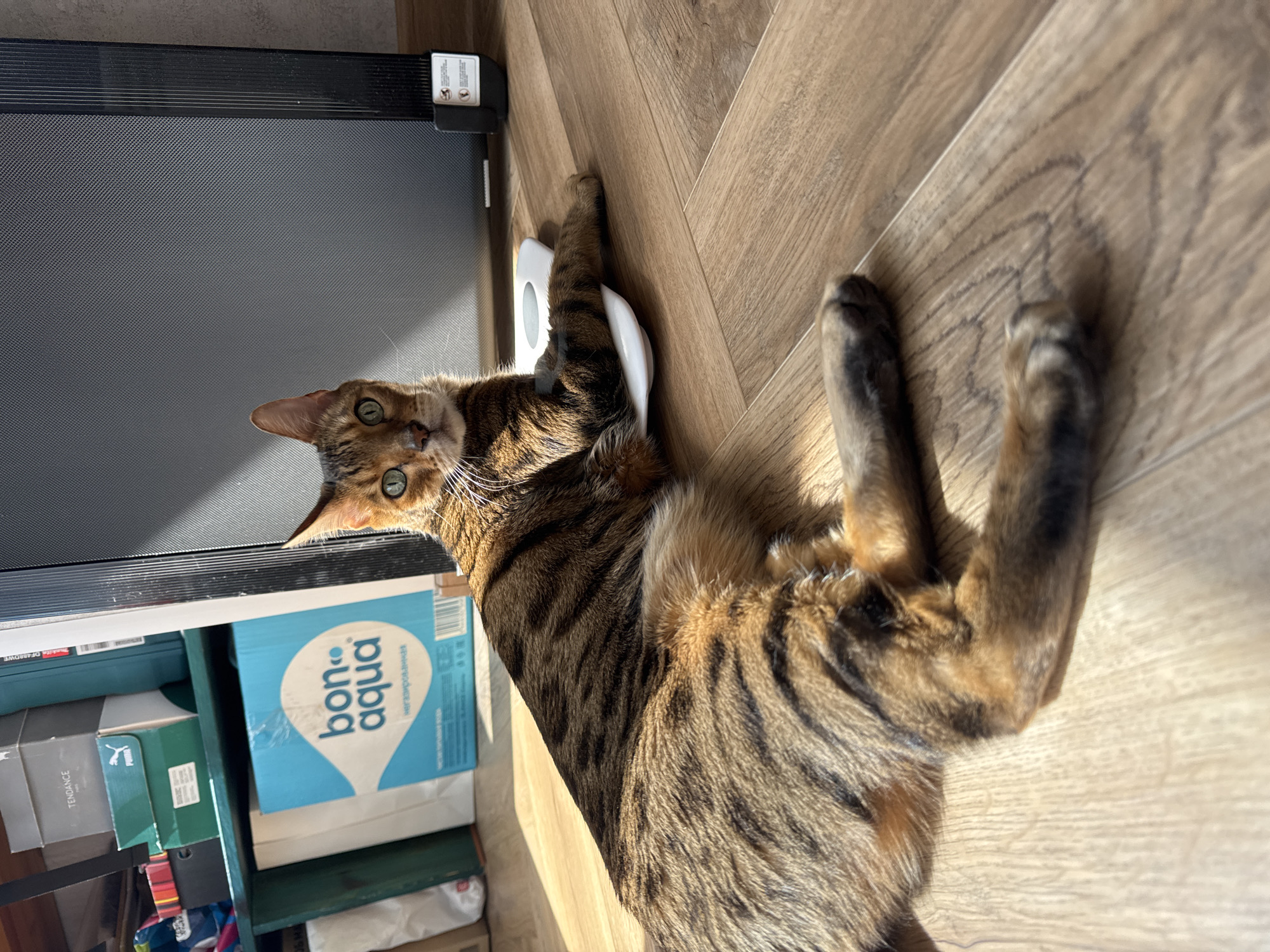 A brown tabby cat lies on its back on a light brown, wood-patterned floor. Its head is tilted up and to the left, looking towards the camera with green eyes. The cat's hind legs are extended upwards. To the left of the cat is a dark gray object, and below that, a shelf with various items, including a blue box labeled "bon aqua." The location is Unknown, Unknown.