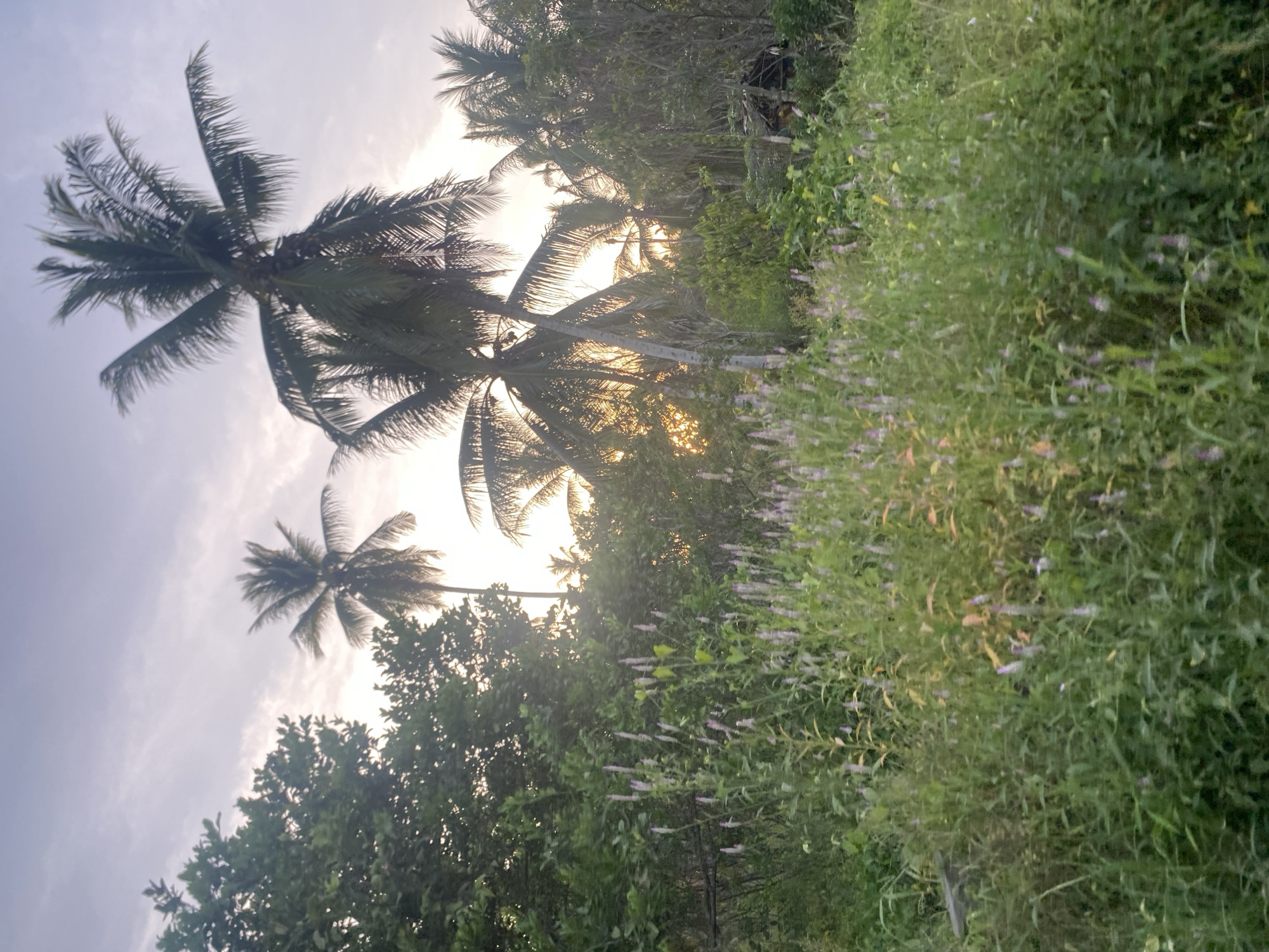 The image depicts a landscape scene in Kubu, Indonesia, featuring palm trees silhouetted against a bright, possibly sunset or sunrise, sky. The lower portion of the image shows lush green vegetation and flowering plants, suggesting a tropical environment. The composition is oriented with the horizon tilted, giving the impression of an angled perspective. No people or specific subjects are visible, the focus is on the natural environment and the interplay of light and shadow.