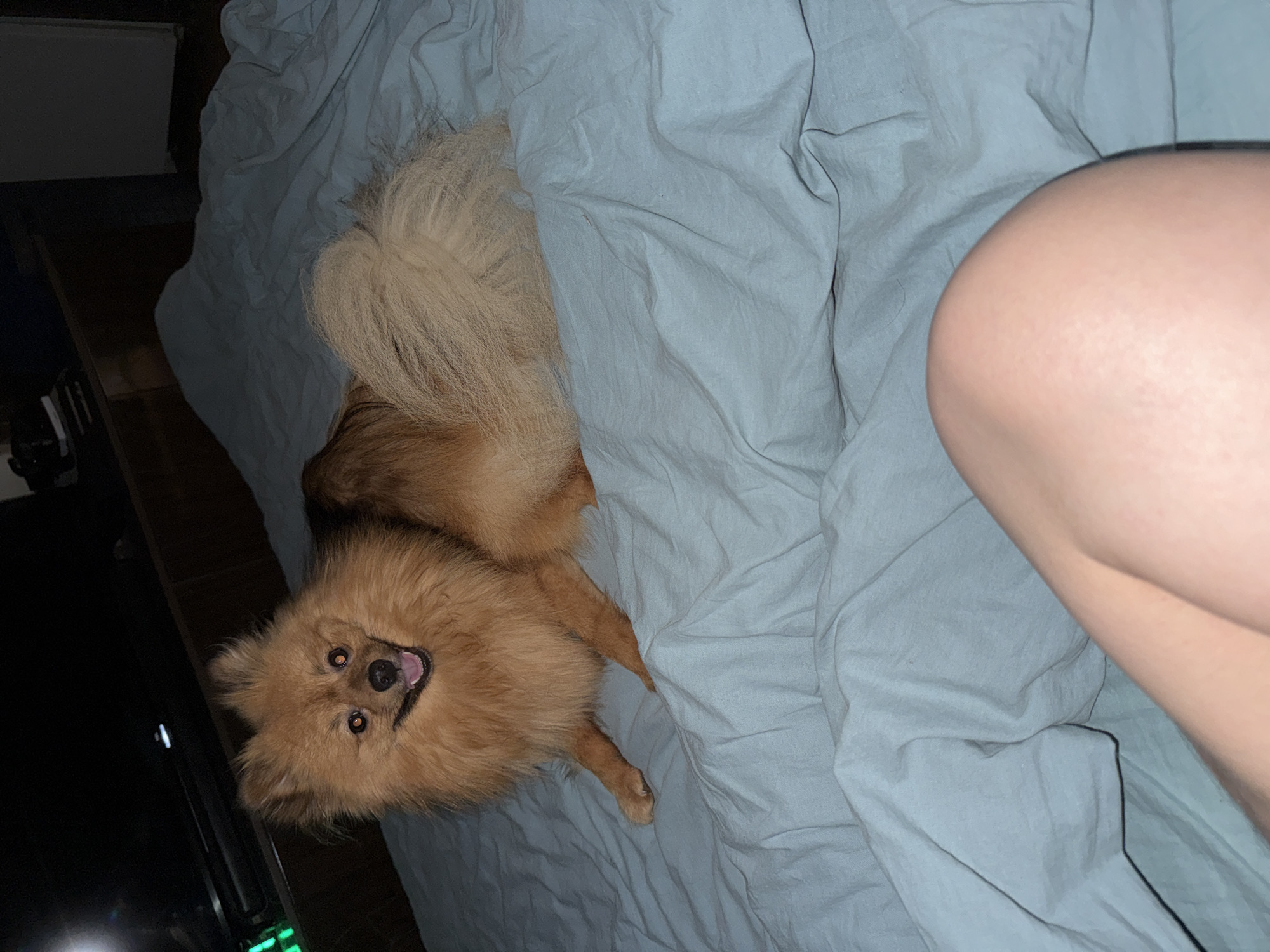 A small, fluffy, orange-brown dog with its tongue slightly protruding lies on a blue bed sheet. A portion of a human leg is visible on the right side of the frame. The environment appears to be an interior setting, possibly a bedroom. The location is not discernible from the provided image.