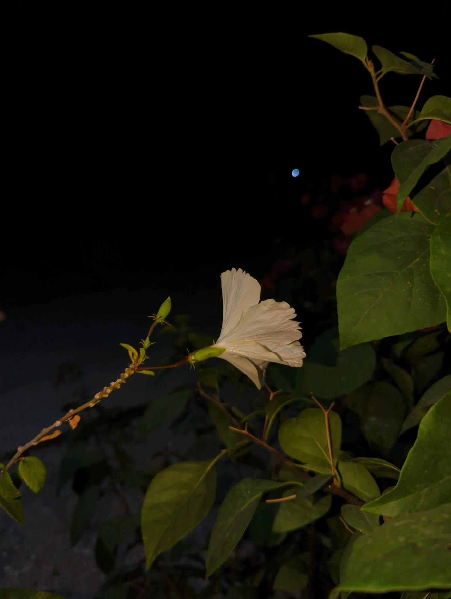 A single white hibiscus flower blooms in the darkness against a backdrop of dark green leaves. A faint blue light is visible in the distance. The flower is in sharp focus, with its delicate petals gently unfurling. The surrounding foliage is soft and out of focus, creating a sense of depth and highlighting the solitary bloom. The overall impression is one of serene beauty captured in the quiet of the night. The location is not discernible from the image.