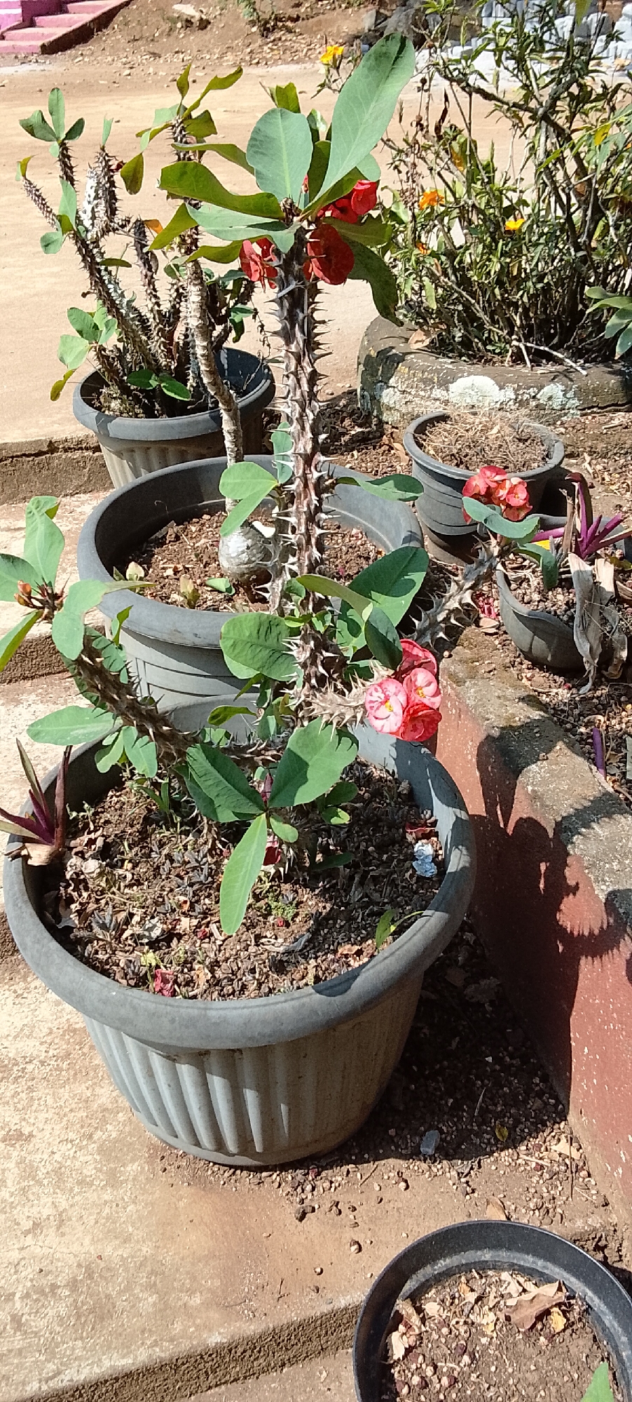 This is a medium-shot, eye-level, outdoor photograph taken on a sunny day, likely in a garden or courtyard in Jepara, Indonesia. The scene features several potted plants, with a prominent thorny succulent plant with red flowers in the foreground, center. The succulent has thick, spiny stems and green leaves. In front of it, a large, grey, fluted plastic pot contains the plant. To the left and behind it, another similar grey pot holds a smaller, less developed thorny plant. Further back and to the right, several other pots of varying sizes are visible, some containing dry soil and dead vegetation, and one with a few small orange flowers. The plants are situated on a rough, concrete-like surface that appears to be a pathway or patio. The background consists of a textured, reddish-brown wall to the right, casting a distinct shadow on the ground, and a blurry sandy area with some vegetation behind the pots. The overall impression is one of a well-maintained, but perhaps somewhat aged, outdoor garden space.