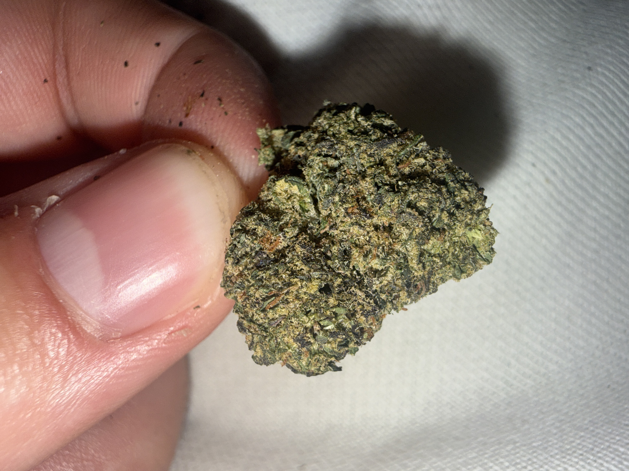 A close-up shot shows a person's finger holding a cannabis bud. The bud is compact and displays a mix of green, brown, and dark purple hues. Trichomes are visible on the surface of the bud. The background is a white fabric. No evidence suggests the location is Ocean City, United States of America.