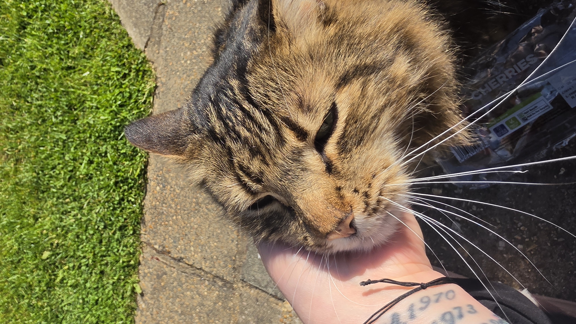 A close-up, medium-lit, slightly tilted, outdoor shot features a brown and black tabby cat being petted. The cat's head and shoulders are visible, its eyes closed in apparent enjoyment. Its long white whiskers contrast with the dark fur around its nose and mouth. A fair-skinned human hand is gently holding the cat's face. The person has a tattoo on their arm near their wrist with the numbers "1970" and "1973" visible. The person is also wearing a dark garment, part of which is visible in the lower right. The ground is paved, with green grass on the left edge. Behind the cat's head, a discarded "CHERRIES" snack bag is partially visible. The location is not identifiable as the city of London, United Kingdom.