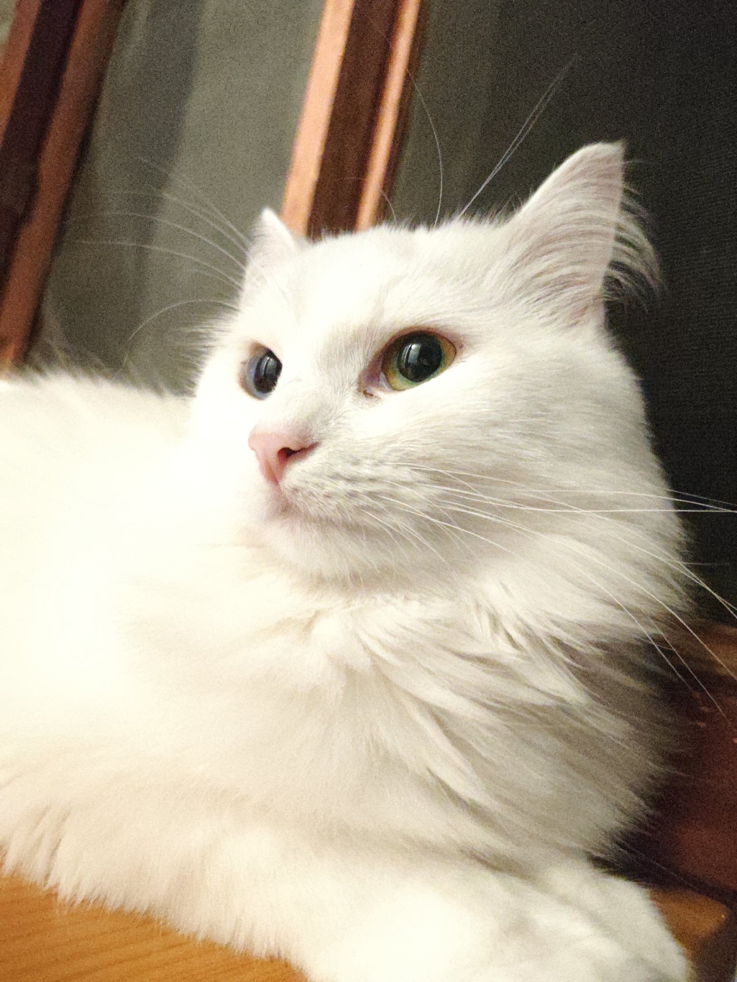 A medium shot of a fluffy white cat with heterochromia (one blue eye, one green eye) is captured against a dark, textured background with vertical wooden elements. The cat is positioned on a light brown wooden surface and appears to be lying down, looking towards the left of the frame with its head tilted slightly. The lighting highlights the cat's fur and facial features, emphasizing its whiskers and ear tufts. The environment suggests an indoor setting, possibly a home or a studio. There is no identifiable location in Odesa, Ukraine.