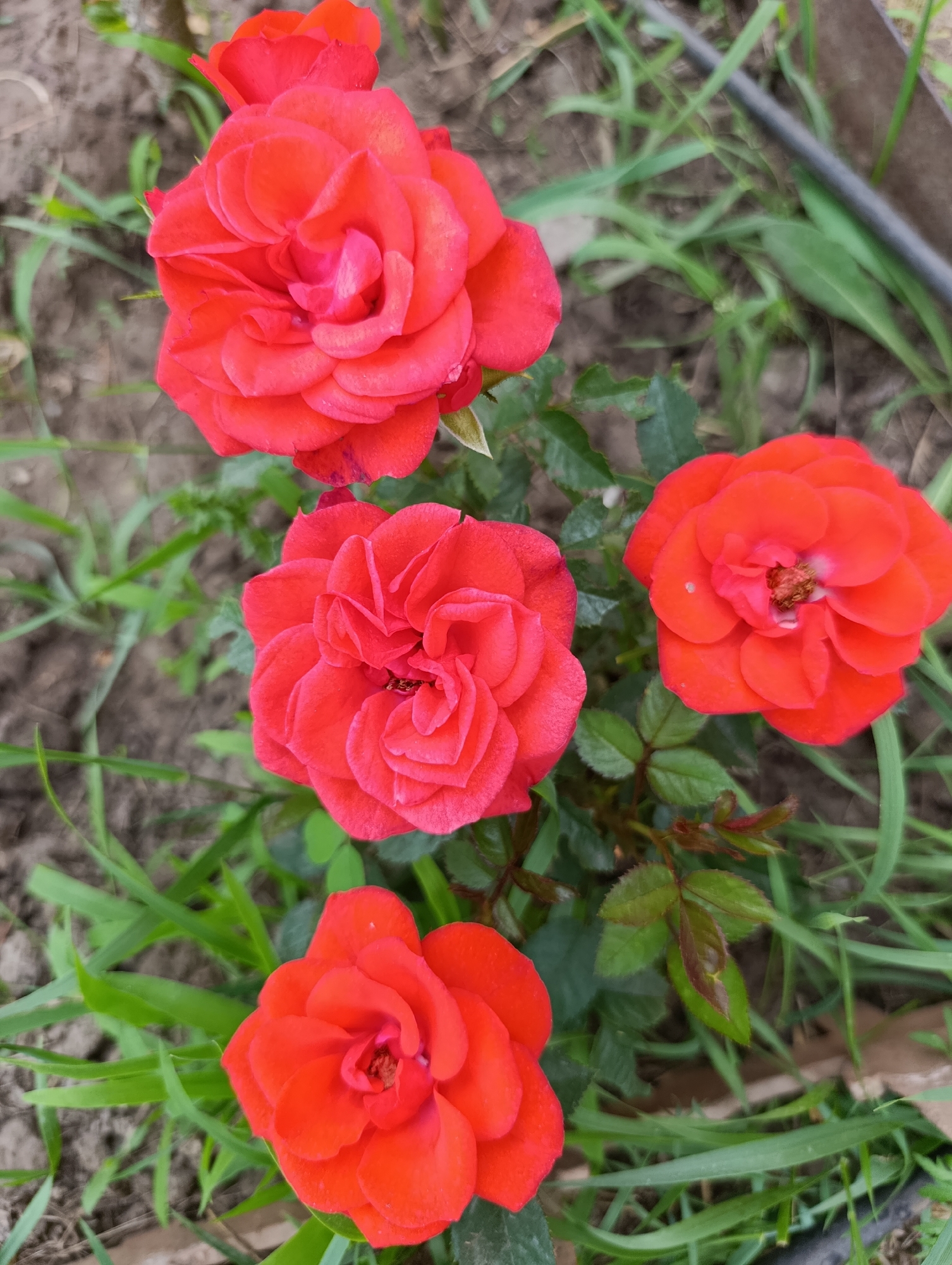 Four bright red roses are blooming in a garden with green grass and soil. The roses are in various stages of bloom, with one fully open and displaying intricate petal detail. The background is softly blurred, with some green foliage and a hint of a dark hose or pipe. The image captures a close-up view of the flowers, emphasizing their vibrant color and delicate structure.