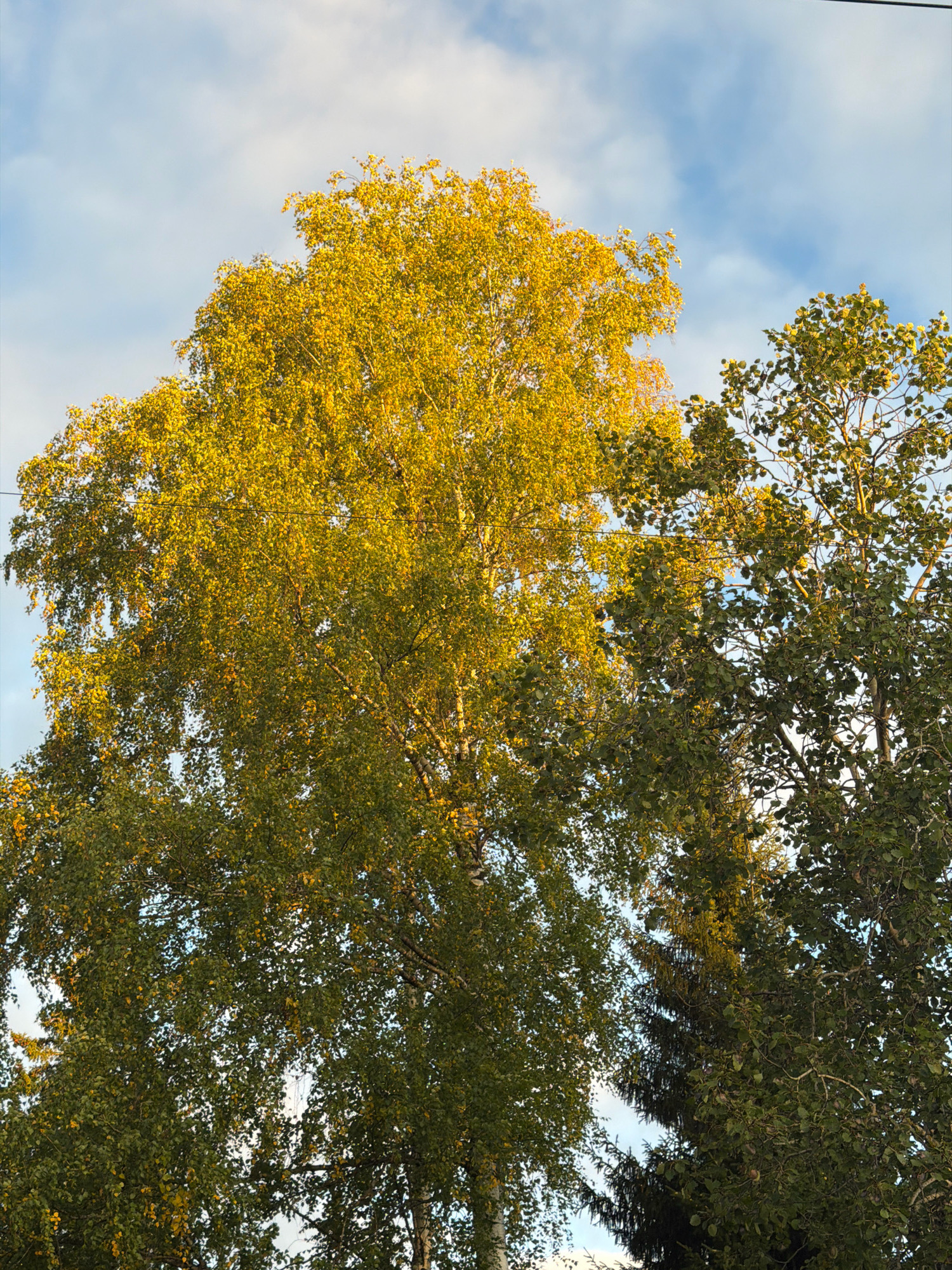 The image shows an upward view of trees against a partly cloudy sky. A large tree with bright yellow foliage, likely a birch tree, dominates the left side of the frame. To the right, another tree with green leaves is visible. In the background, thin black wires are stretched across the upper portion of the image, suggesting the presence of utility lines in an urban or suburban setting. The scene depicts a natural element within a developed area, possibly indicating a park, a residential street, or a natural reserve within the city of Chaikovsky, Russia. There are no people or animals present in the image. The lighting suggests it might be late afternoon, given the warm hue of the yellow leaves.