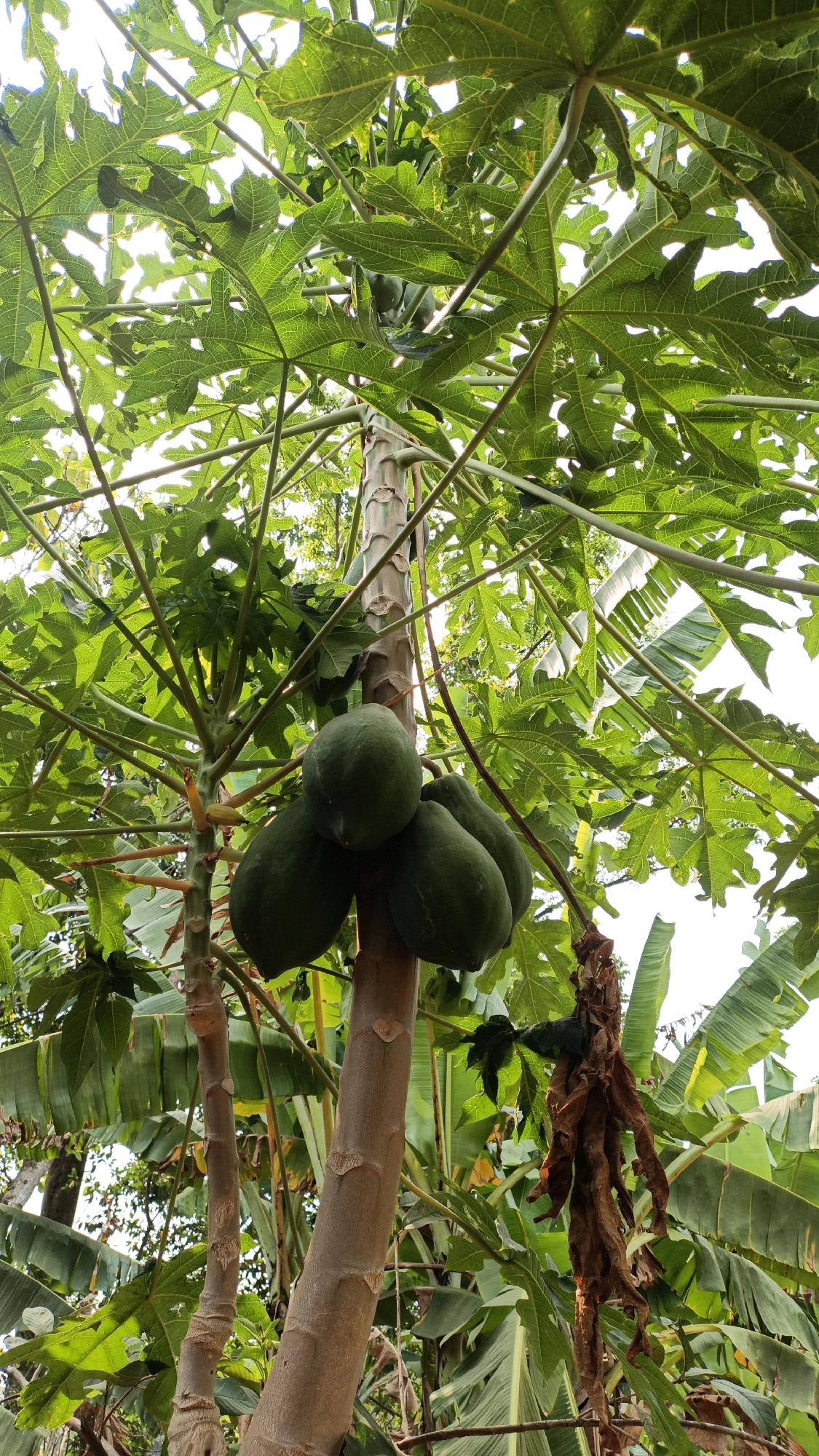 This is a medium-angle, low-light, eye-level, close-up outdoor shot of a papaya tree in Suwawal Timur, Indonesia. The tree has a thick, textured trunk, and is laden with several green papayas. The leaves are large and green, and the sky is visible through them. There are other trees in the background, including banana trees, with large leaves. A cluster of dried, brown papaya flowers hangs from the tree. The overall impression is one of lush, tropical vegetation.