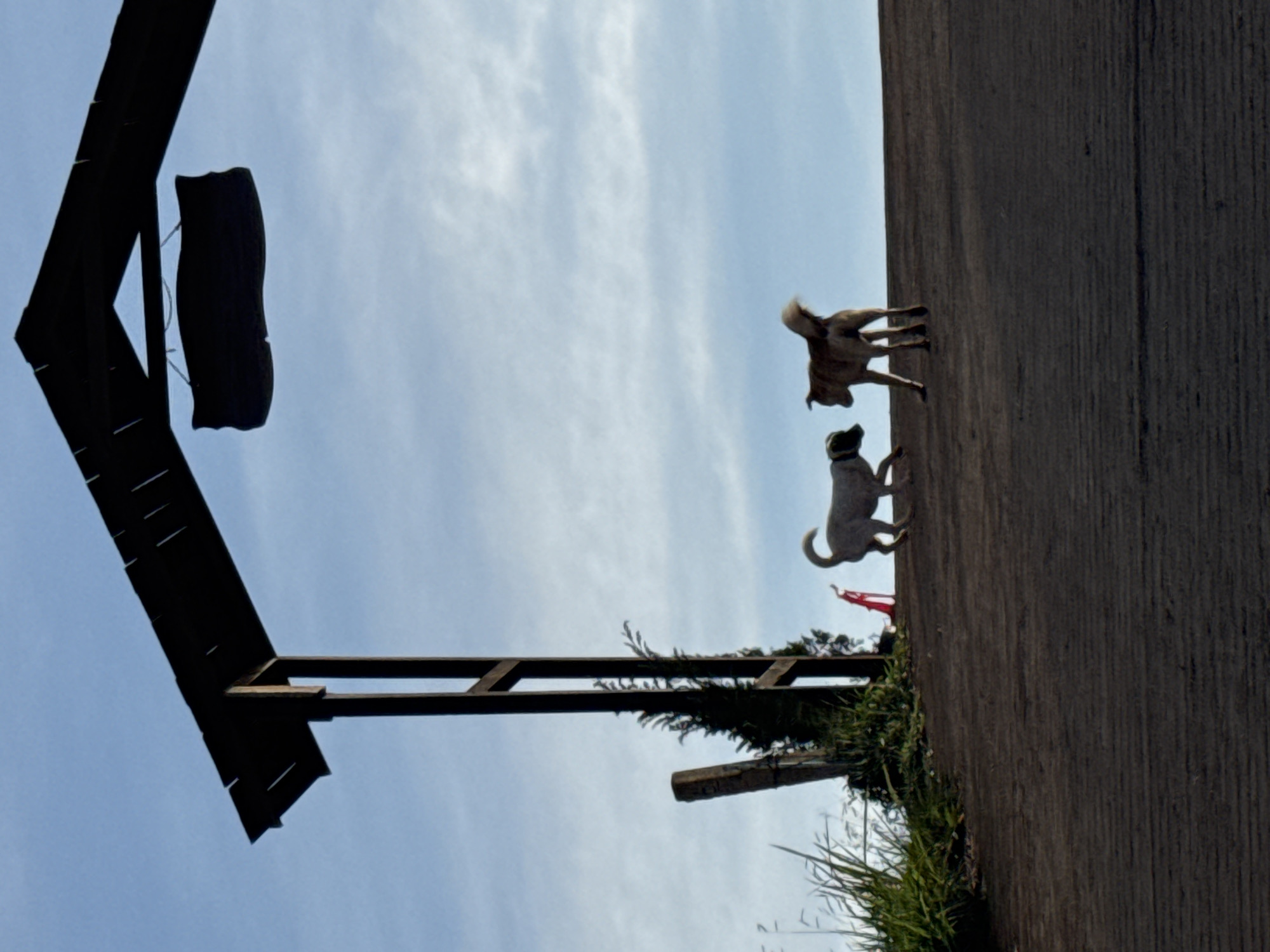 The image shows two dogs in the city of Trường Thọ, Vietnam. One dog is light brown and the other is white. They are standing on a dirt path under a wooden archway. The sky is blue with some clouds. There is some vegetation on the side of the path.