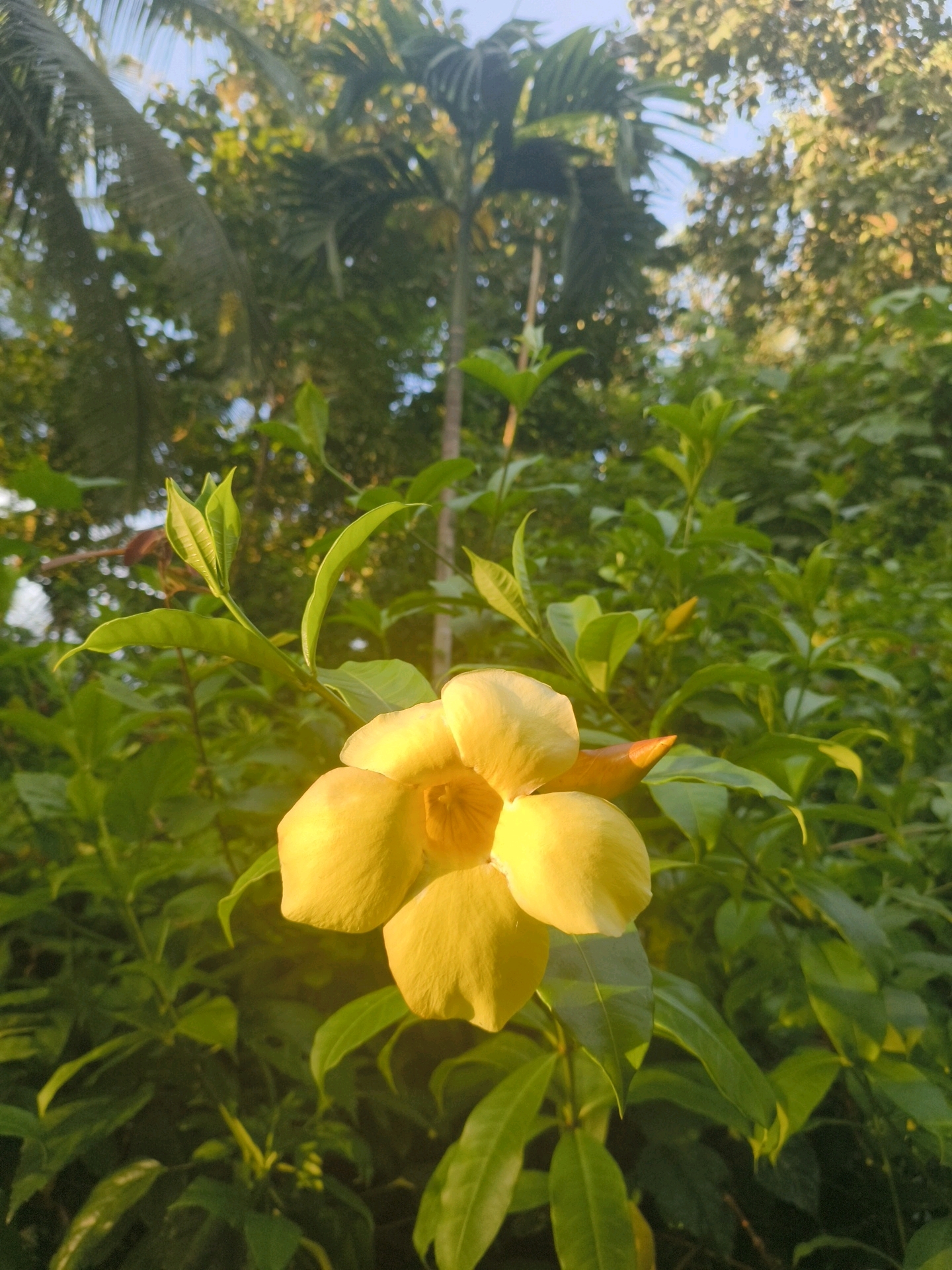 A close-up, eye-level shot focuses on a single, vibrant yellow flower blooming amidst lush green foliage. The flower, with its trumpet-shaped petals, is the central subject, positioned slightly to the left of the frame. Behind the flower, a dense thicket of green leaves and branches fills the background, with tall palm trees and dappled sunlight suggesting an outdoor, tropical environment. The light appears to be natural, possibly from a late afternoon sun, casting a warm glow on the scene. The image is sharp and clear, highlighting the delicate texture of the flower petals and the various shades of green in the leaves. No people or animals are visible in the frame. The overall impression is one of natural beauty and tranquility. While the image is not geographically tagged, the presence of palm trees and lush vegetation is consistent with tropical regions.