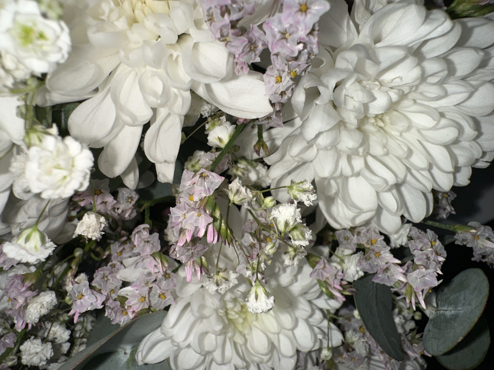 A close-up shot captures a bouquet of white chrysanthemums with delicate, small clusters of pale pink and white flowers, possibly baby's breath and statice, interspersed throughout. The chrysanthemums are large and full, with many layers of petals creating a soft, ruffled appearance. The lighting highlights the textures and curves of the petals, casting gentle shadows that add depth to the arrangement. A few deep green eucalyptus leaves are visible in the lower right corner, providing a contrasting color and a more organic shape. The overall impression is one of natural beauty and delicate elegance. The image is likely taken indoors given the controlled lighting. There is no visible text in the image.