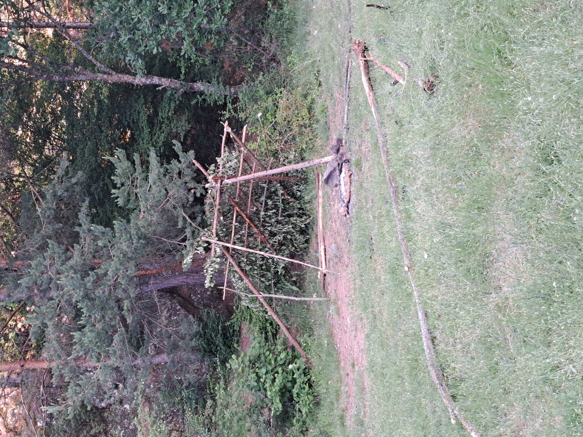 The image depicts a makeshift shelter constructed from branches and leaves in a grassy clearing within a forest. The shelter is a lean-to style structure supported by several upright poles and crossbeams, with leafy branches forming a roof and partial walls. In front of the shelter, there is a fire pit with several rocks arranged around it. The surrounding environment is dense with trees, including pine trees, and undergrowth. The ground is covered in grass and dirt. There are several fallen branches scattered on the ground in the foreground. The scene appears to be in a natural, undeveloped area, likely in the vicinity of Lokorsko, Bulgaria, given the vegetation and terrain. There are no people visible in the image.