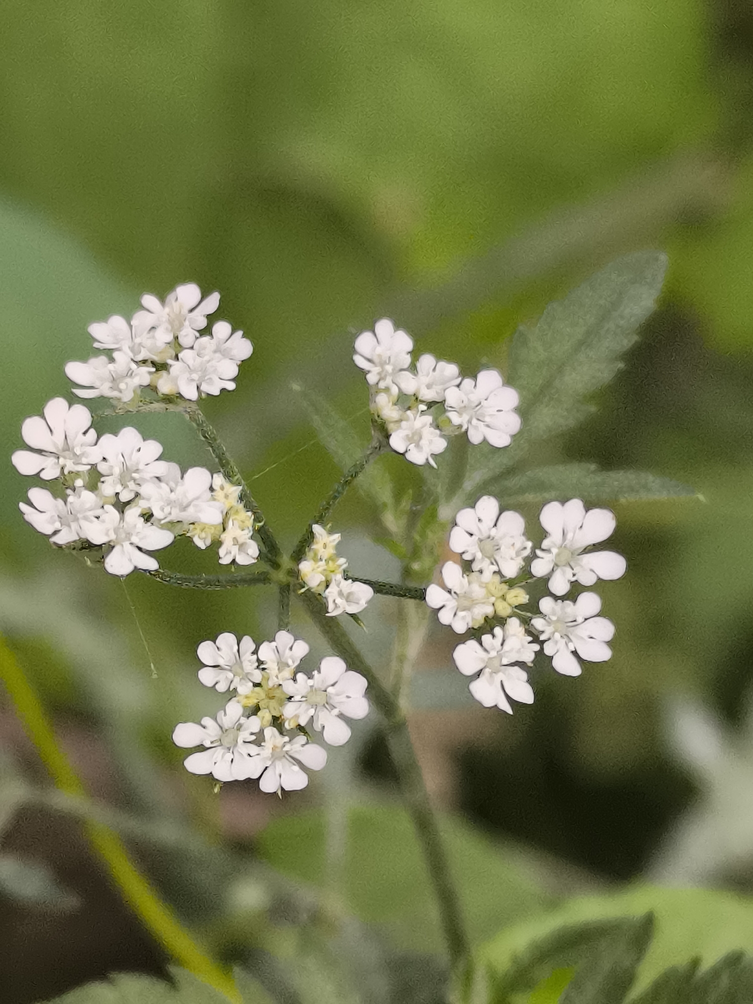 The image is a close-up shot of a cluster of small white flowers with delicate petals, likely growing in a natural or garden setting. The flowers are arranged in an umbel shape, with several individual blooms radiating from a central point. Some of the flowers have a slight yellowish hue in their centers. The background is a soft blur of green foliage, suggesting a verdant environment. There is a hint of a thin strand, possibly a spider's web, near one of the flower clusters. The image does not contain any people or specific man-made objects. The location in Dobrogea Veche, Moldova, is not visually indicated by any landmarks or specific environmental features within the frame.