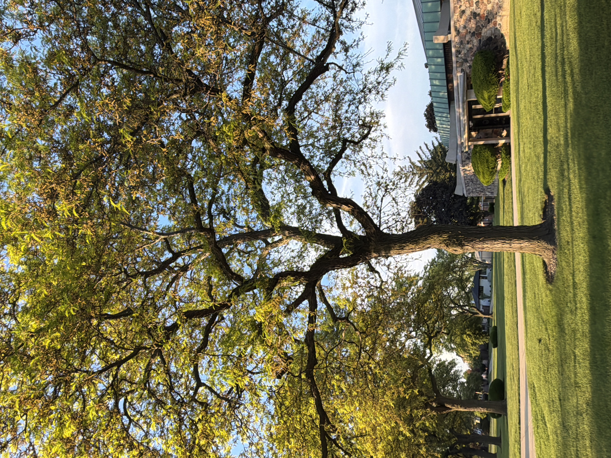The image captures a serene scene in Niles, United States of America, possibly in a park or residential area. A large tree dominates the left side of the frame, its branches extending across the sky, adorned with green leaves. The trunk is thick and textured, and the tree appears mature. To the right of the tree, a manicured lawn stretches towards a building with a stone exterior and a modern, possibly glass, roof. A paved walkway borders the lawn. Additional trees line the sidewalk further down, creating a sense of depth. The lighting suggests it is either early morning or late afternoon, casting long shadows on the grass.