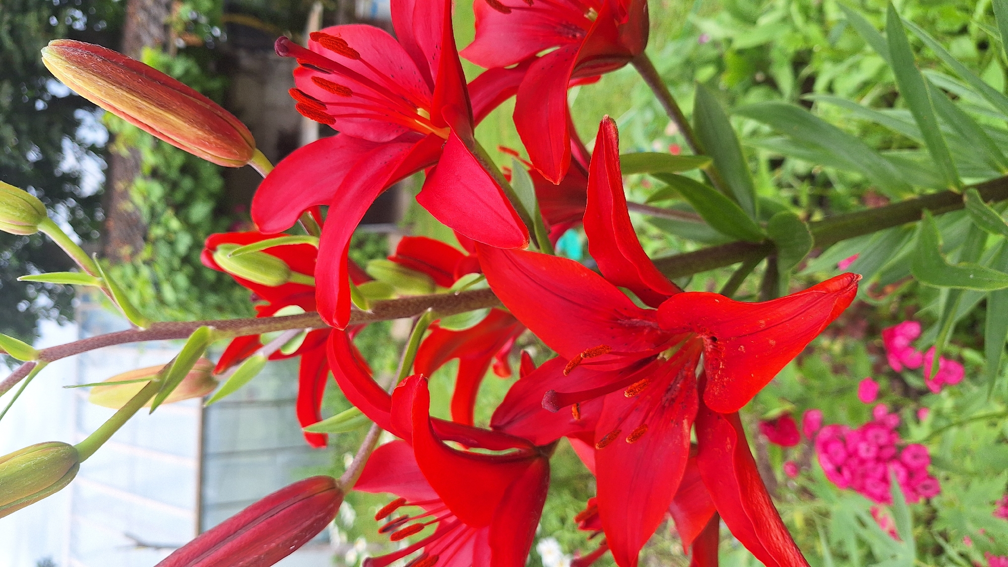 The image displays a close-up, rotated view of vibrant red lily flowers and buds. The flowers are in various stages of bloom, with some fully open, revealing their delicate petals and prominent stamens, while others are still tightly closed buds. The petals are a rich, deep red with subtle darker markings.
The stems of the lilies are dark and somewhat thick, supporting the weight of the blooms. Green leaves, also characteristic of lily plants, form a lush backdrop, creating a natural setting. In the blurred background, hints of other pink flowers and greenery suggest a garden environment. A section of what appears to be a glass structure, possibly a greenhouse or conservatory, is visible in the lower left quadrant, indicated by reflections and geometric shapes.
The lighting suggests it is daytime, with soft natural light illuminating the flowers. The overall mood is one of natural beauty and the abundance of summer blooms. There is no visible text in the image. The image is oriented such that the flowers are seen from a slightly elevated perspective, looking down on them.