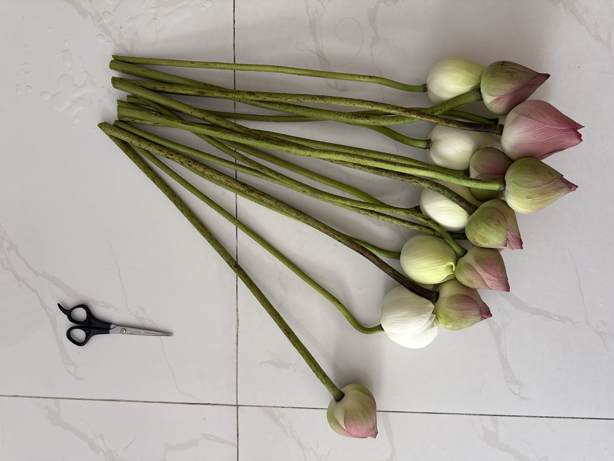 A top-down, medium shot shows a collection of lotus buds and stems arranged on a white tiled floor. The lotus buds, varying in color from white to pale green and pink, are clustered together on the right side of the frame. Their long, green stems extend upwards and to the left, fanning out across the image. A pair of black scissors with silver blades lies on the left side of the frame, positioned on the tiles. The environment appears to be indoors, with the tiled floor suggesting a domestic or commercial setting. The lighting is bright and even, casting minimal shadows. The overall scene is static, with no visible people or animals. The location is identified as Nha Trang Ward, Vietnam.