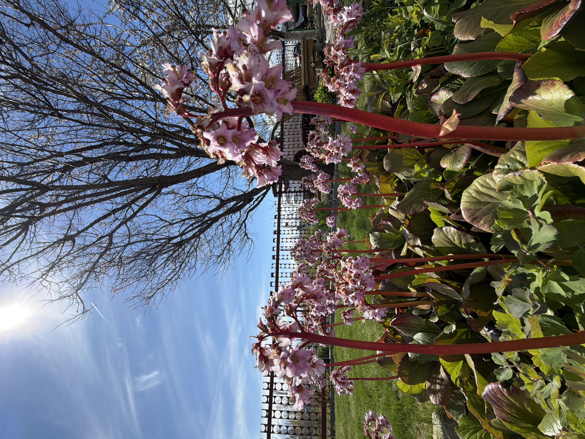 The image depicts a garden scene, possibly in Kamyshin, Russia, given the prompt's reference. The main focus is a row of flowering plants with tall, reddish stems and clusters of pink flowers. The plants have large, rounded, green and maroon leaves. Behind the plants is a metal fence with circular cutouts. Beyond the fence is a grassy area. A bare tree with many branches extends into the upper left corner of the frame, contrasting against a blue sky with wispy clouds and the sun.