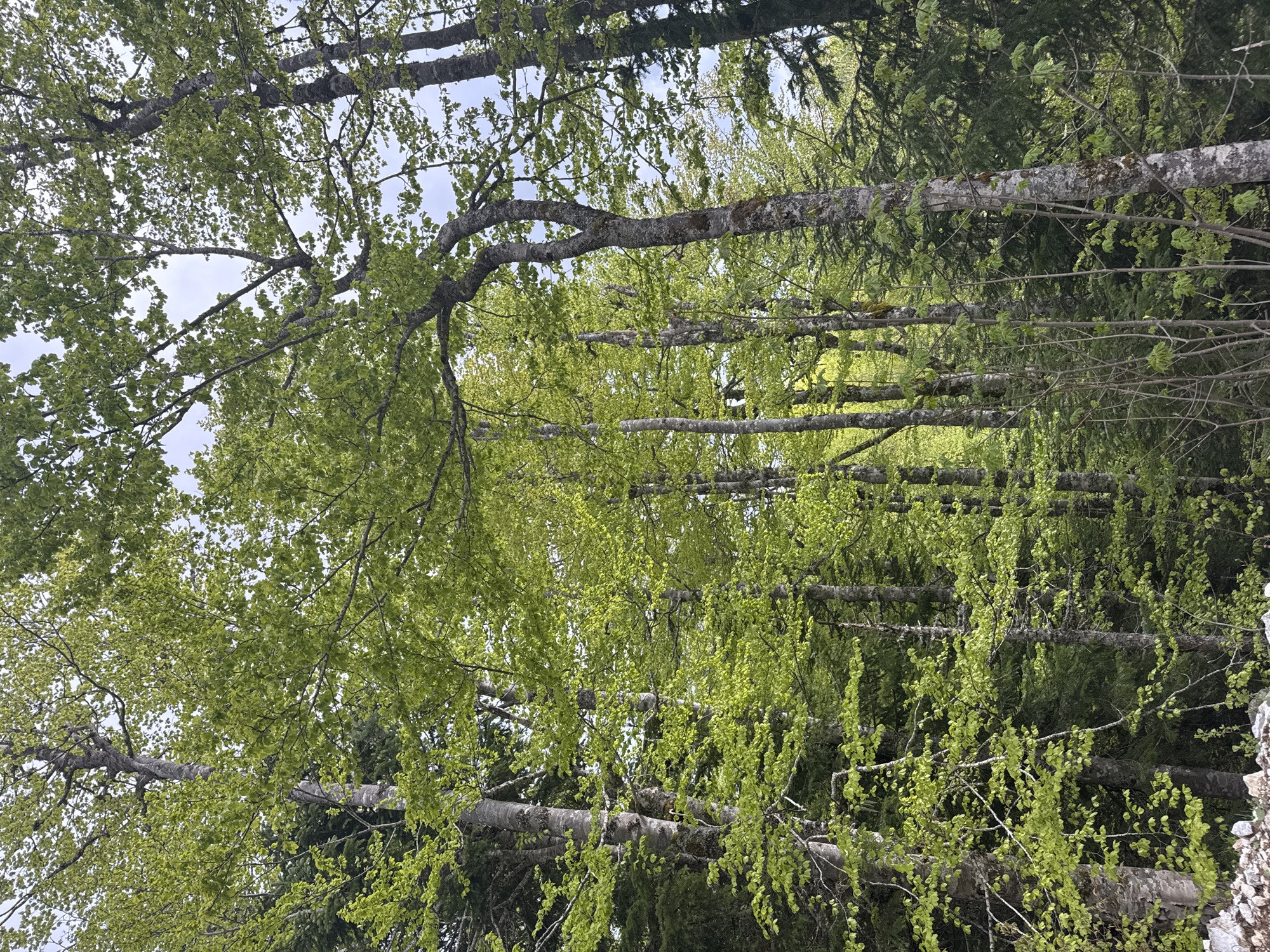 The image shows a view looking up into a dense forest in Katun Bačko brdo, Montenegro. The scene is dominated by trees with light gray bark and fresh, light green foliage, suggesting it is springtime. The trunks of the trees are largely vertical, though the image is rotated 90 degrees counter clockwise. Branches extend horizontally across the frame. Some darker evergreen trees are visible in the background. Light from the sky filters through the canopy.