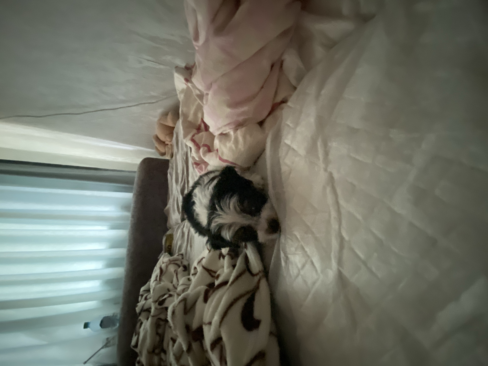 The image shows a close-up view of a small black and white dog resting on a bed. The dog is partially covered by a blanket with a brown and white pattern. The background is a white quilted comforter. To the left of the dog, a light pink blanket is visible, draped over the edge of the bed. The scene appears to be indoors, likely a bedroom. The lighting suggests it could be daytime. No text is visible in the image.
