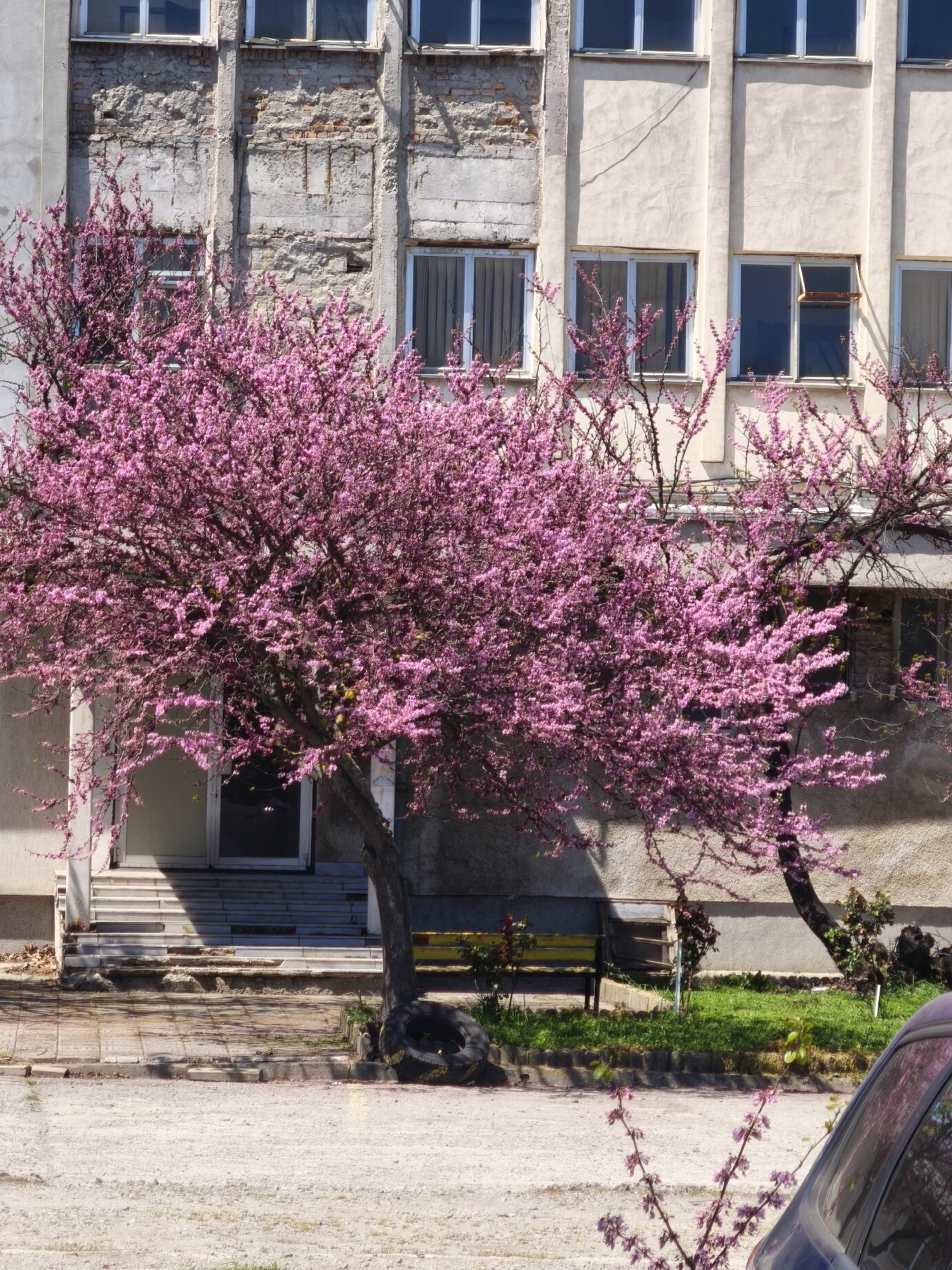 The image depicts a weathered, multi-story building in Burgas, Bulgaria. The building facade shows signs of disrepair, with exposed brickwork on the left section, contrasted by plastered sections with multiple windows across the floors. In front of the building are two flowering trees with vibrant pink blossoms. A small concrete pathway leads to the building's entrance, which features a set of steps. Next to the pathway is a small patch of grass with a yellow bench. A tire is positioned at the base of the tree on the left. A portion of a dark-colored car is visible in the lower right corner of the frame. The overall setting conveys a sense of urban decay with nature trying to soften the environment.