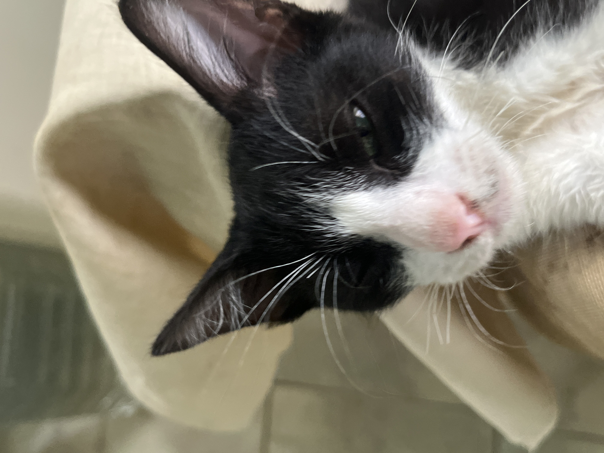 The image shows a close-up of a black and white cat lying down, possibly on a cushion or soft surface. The cat's head is tilted, revealing a pink nose, white whiskers, and one visible eye. The fur is a mix of black and white patches. The background is a blurred beige color. There is no indication of the location in Tinaquillo, Venezuela, or any other city or people.