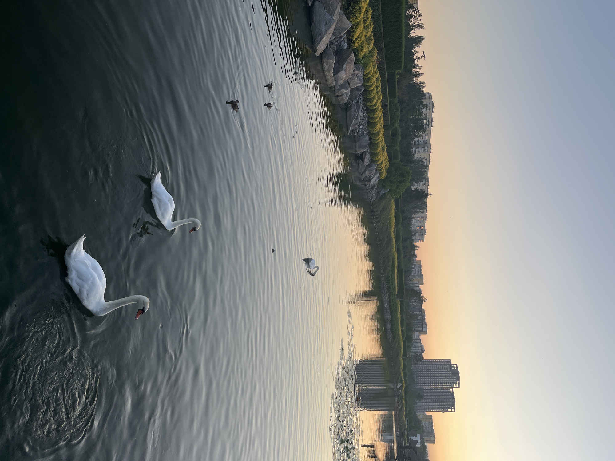 In the city of Dnipro, Ukraine, a serene lake is captured at dusk, bathed in the warm hues of the setting sun. The water, rippling gently, reflects the soft orange and pink tones of the sky, creating a tranquil atmosphere. On the lake, two elegant white swans gracefully glide, their pure white feathers contrasting with the darker water. Nearby, a group of small ducks navigates the surface, their presence adding a touch of liveliness to the peaceful scene. The background features a line of lush green trees and bushes, interspersed with rocky outcrops, leading to a densely populated urban landscape. Apartment buildings of various heights and architectural styles dominate the skyline, their structures silhouetted against the vibrant sky. A wooden structure, possibly a pier or gazebo, is partially visible on the right side of the image, further suggesting a public recreational area. The overall impression is one of urban tranquility, where nature and city life coexist in harmonious contrast.